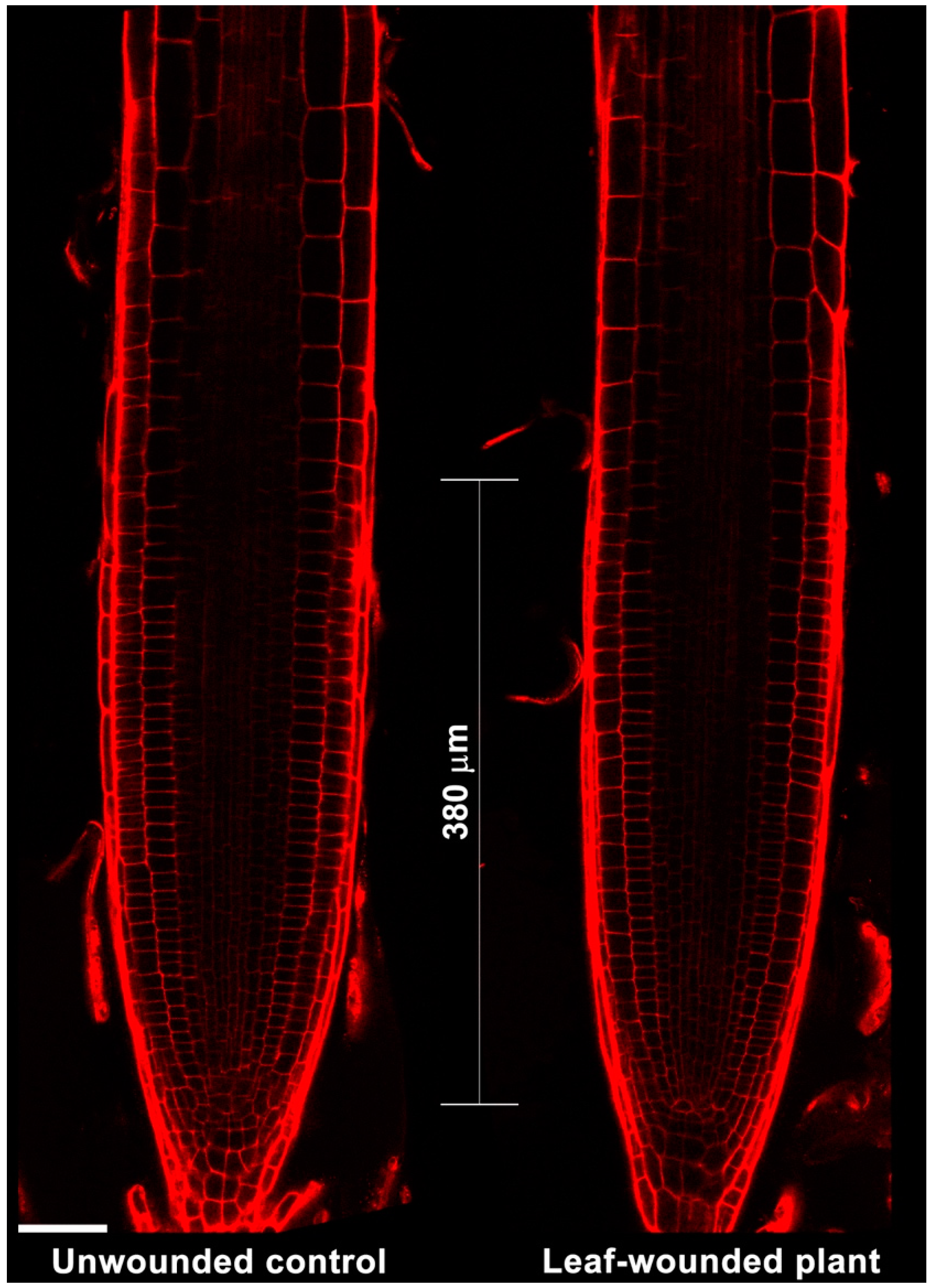 Plants 07 00107 g003 Plants 07 00107 g003