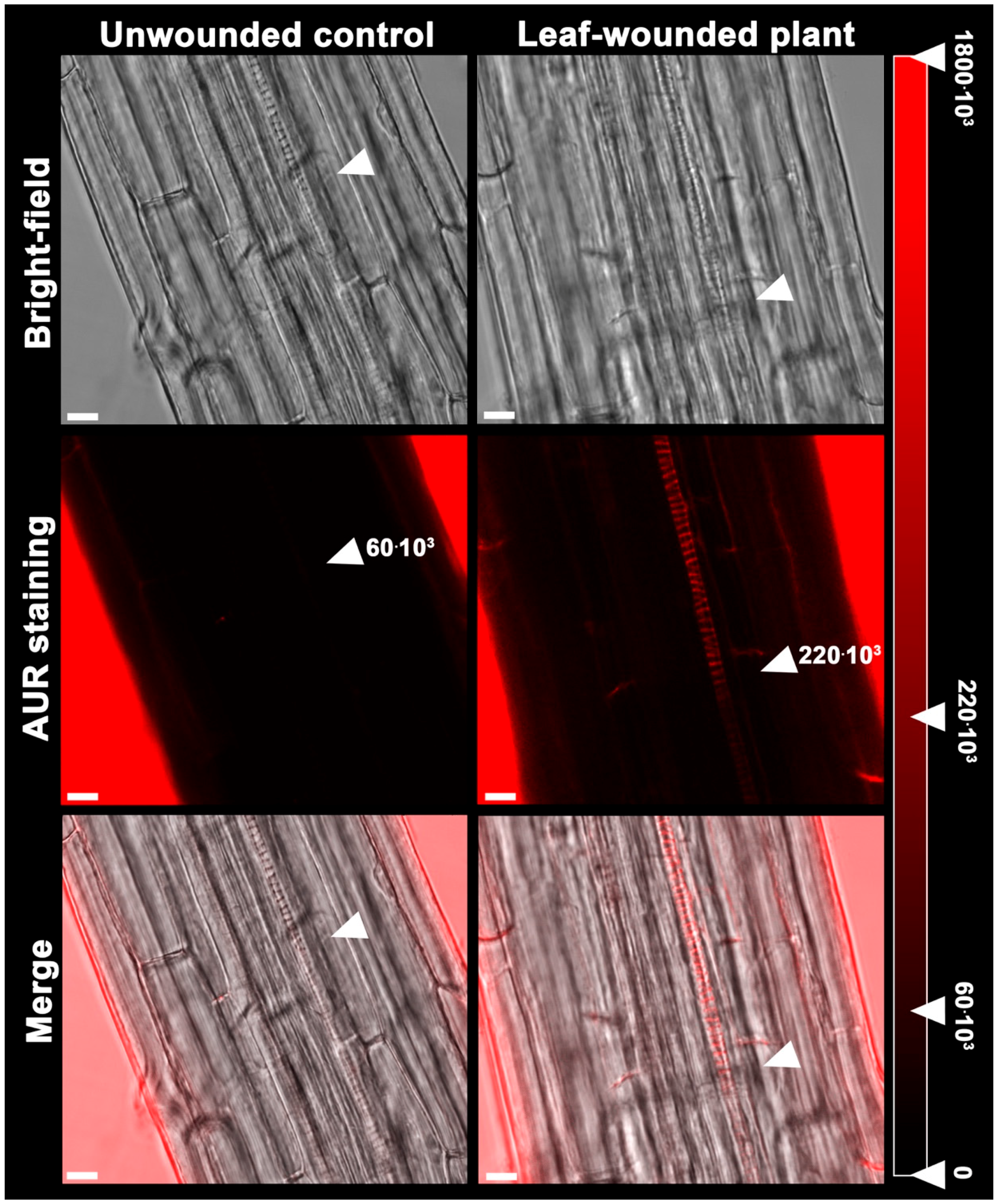 Plants 07 00107 g004 Plants 07 00107 g004
