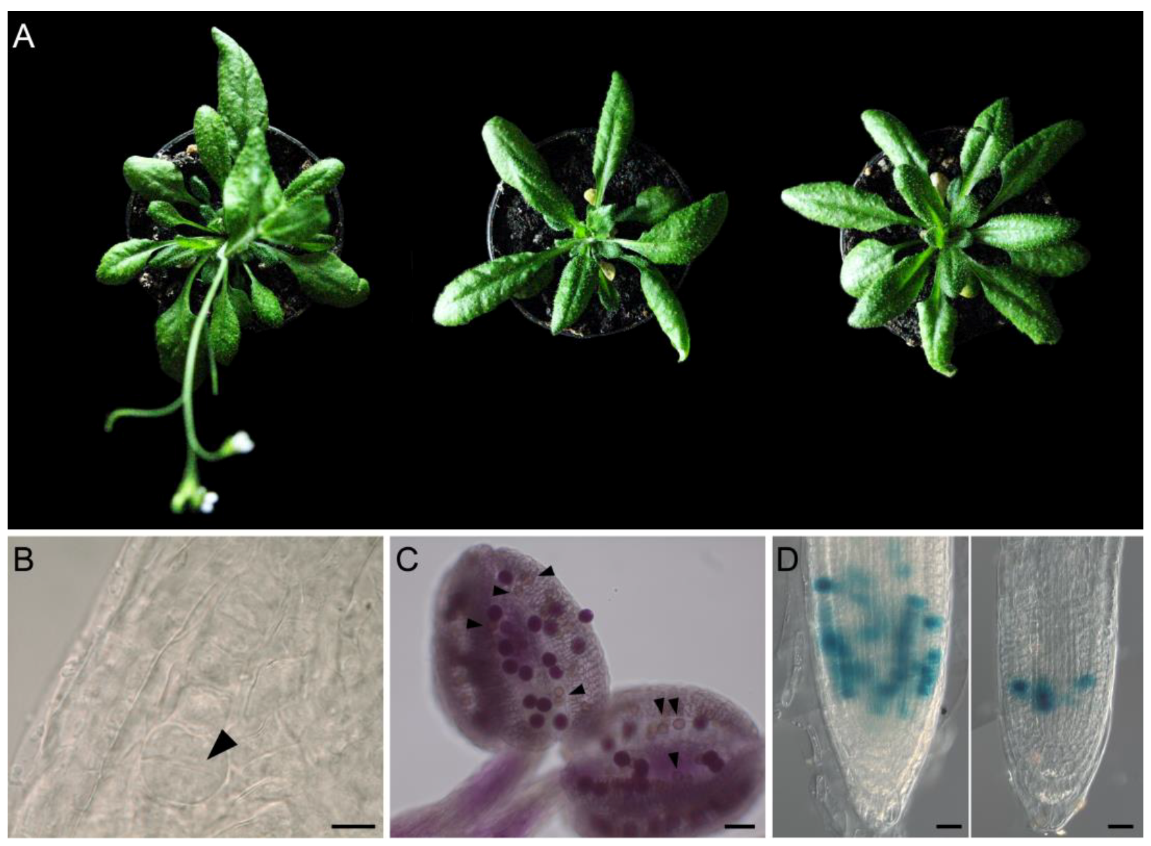 Plants 07 00108 g004 Plants 07 00108 g004