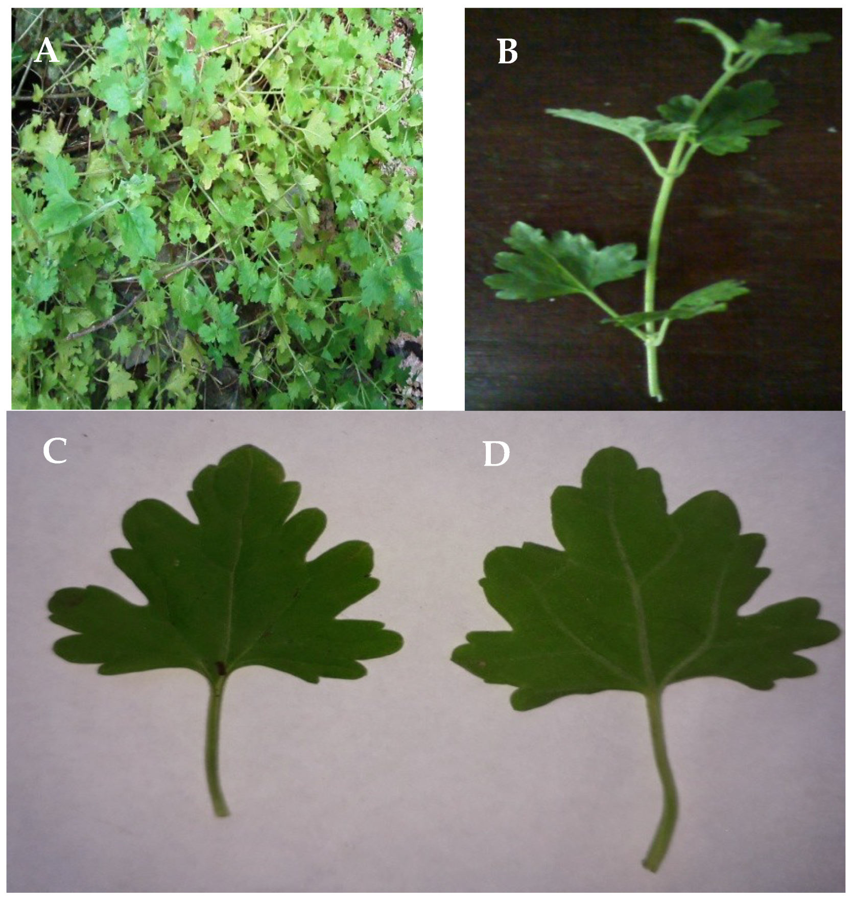 Plants 07 00110 g001 Plants 07 00110 g001