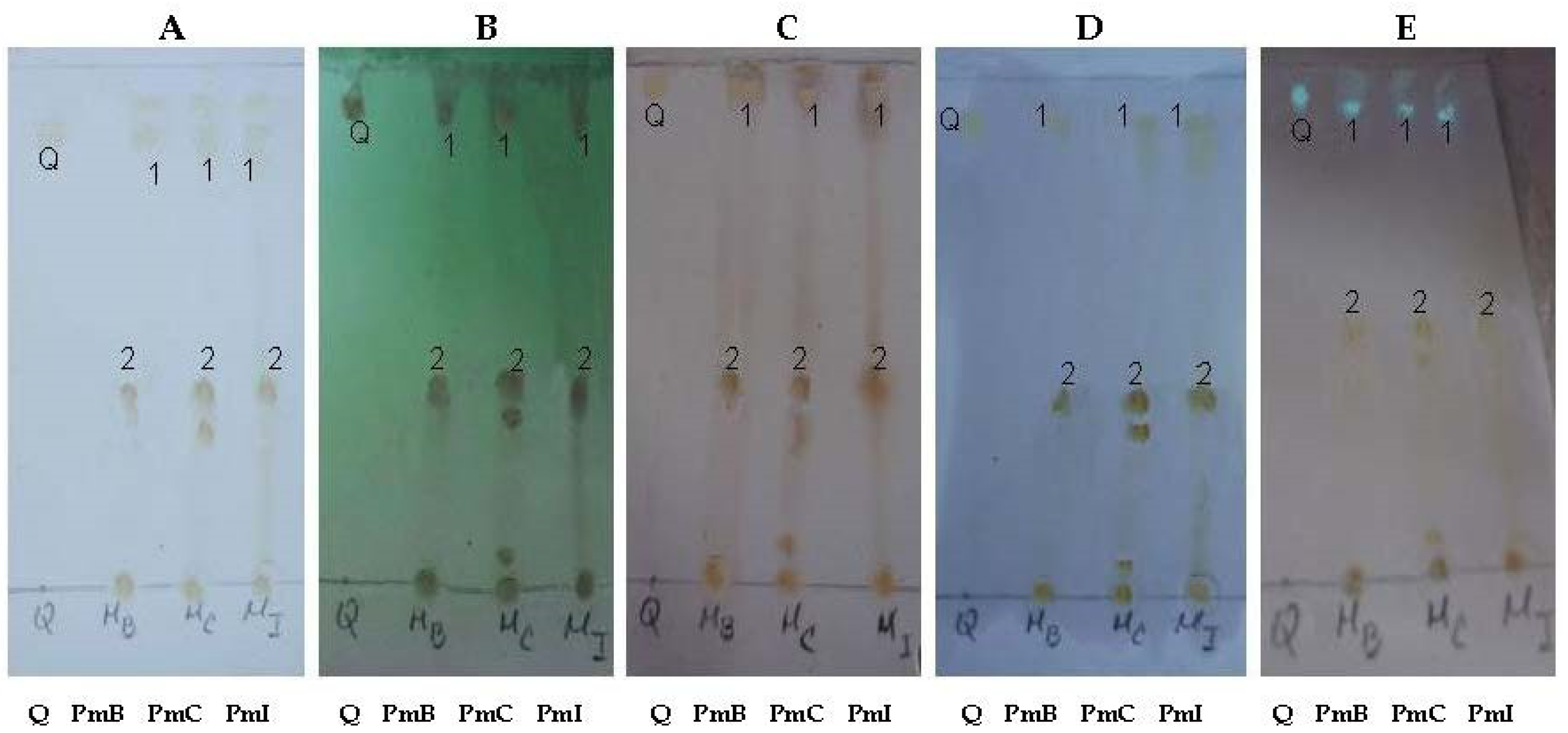Plants 07 00110 g005 Plants 07 00110 g005