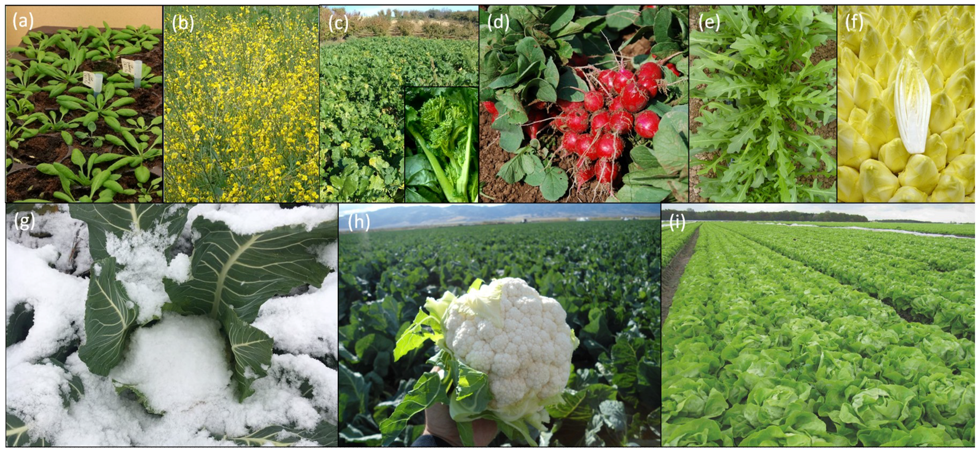 Plants 07 00111 g001