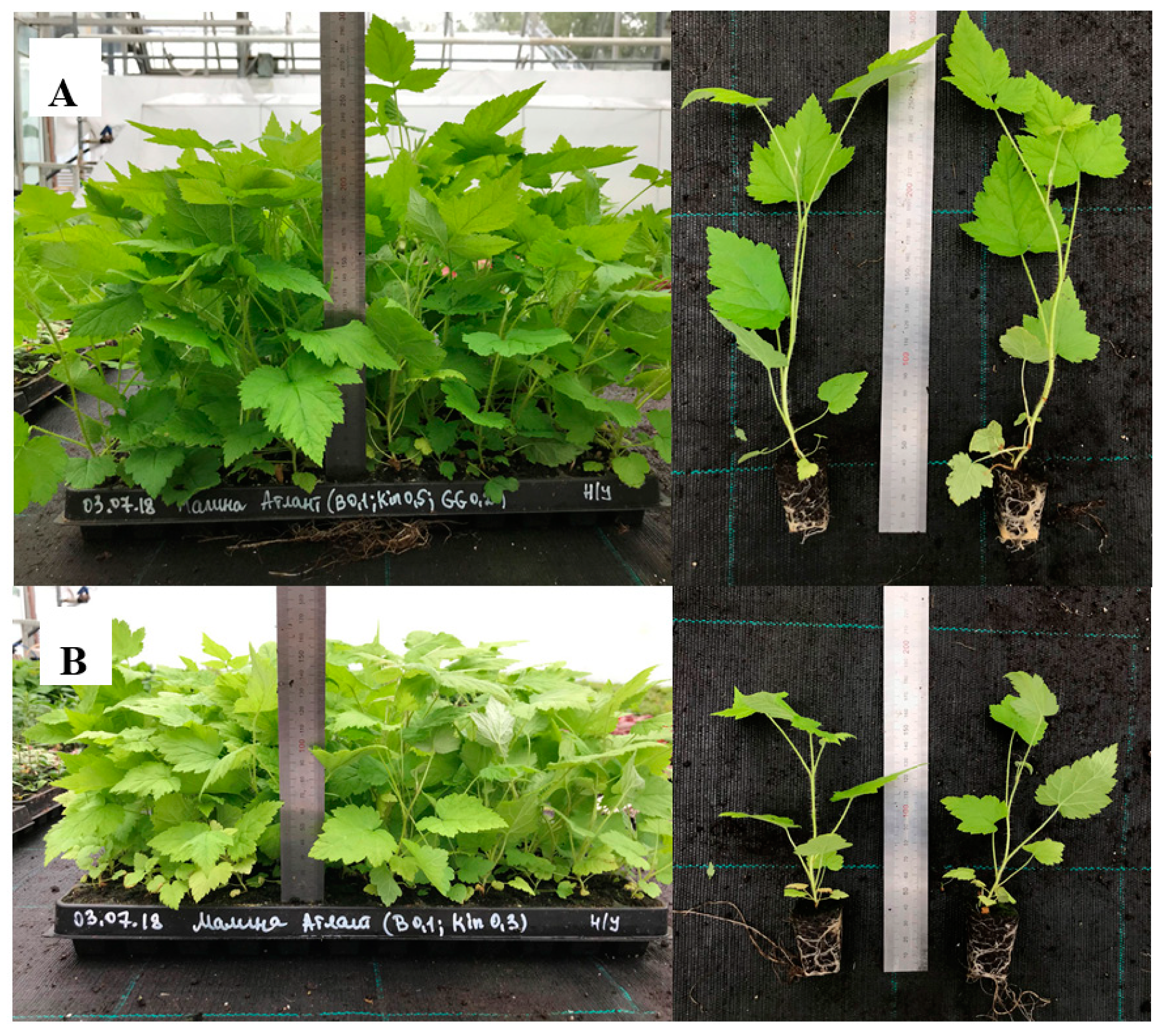 Plants 08 00003 g003 Plants 08 00003 g003