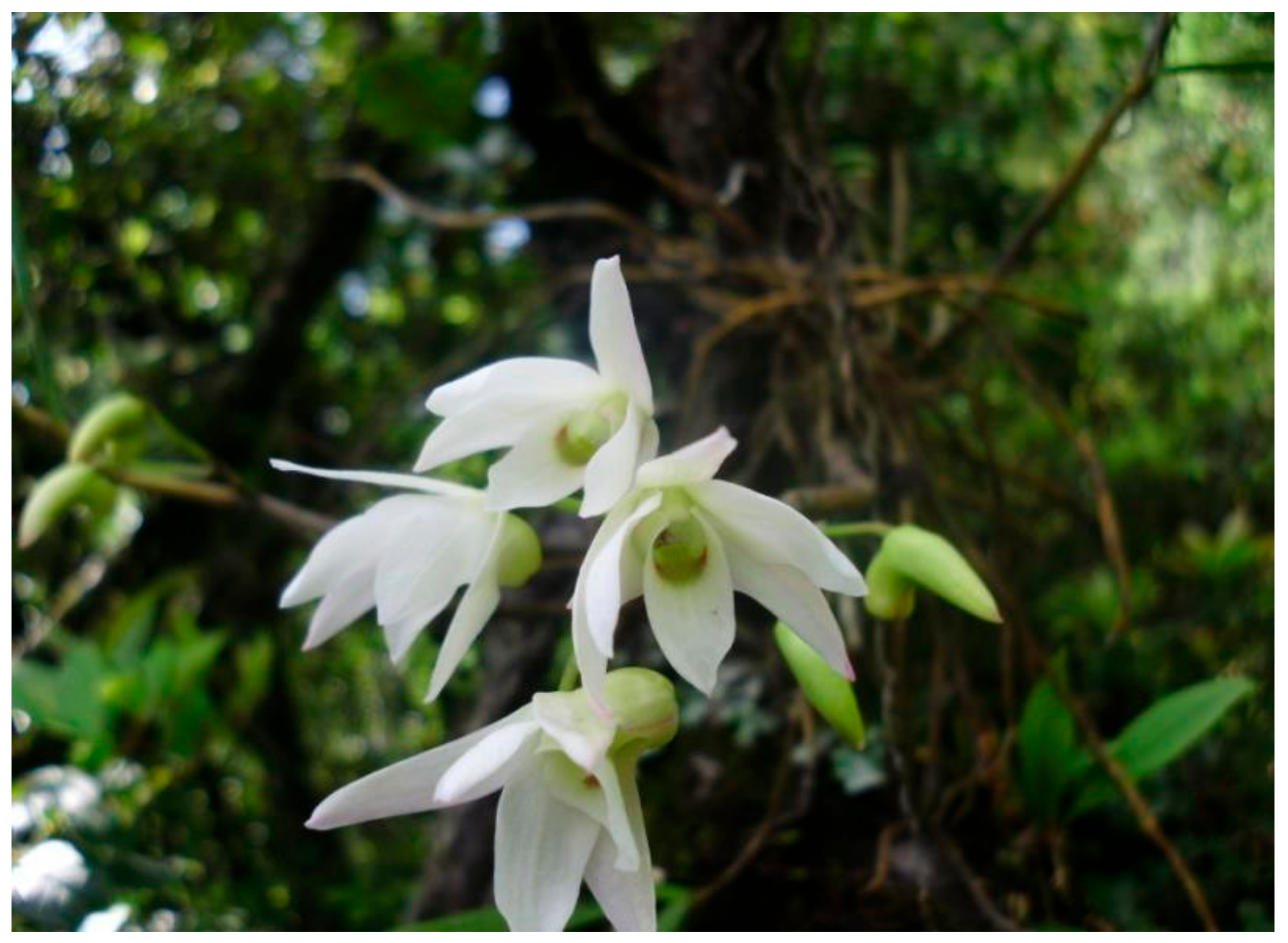 Plants 08 00005 g005