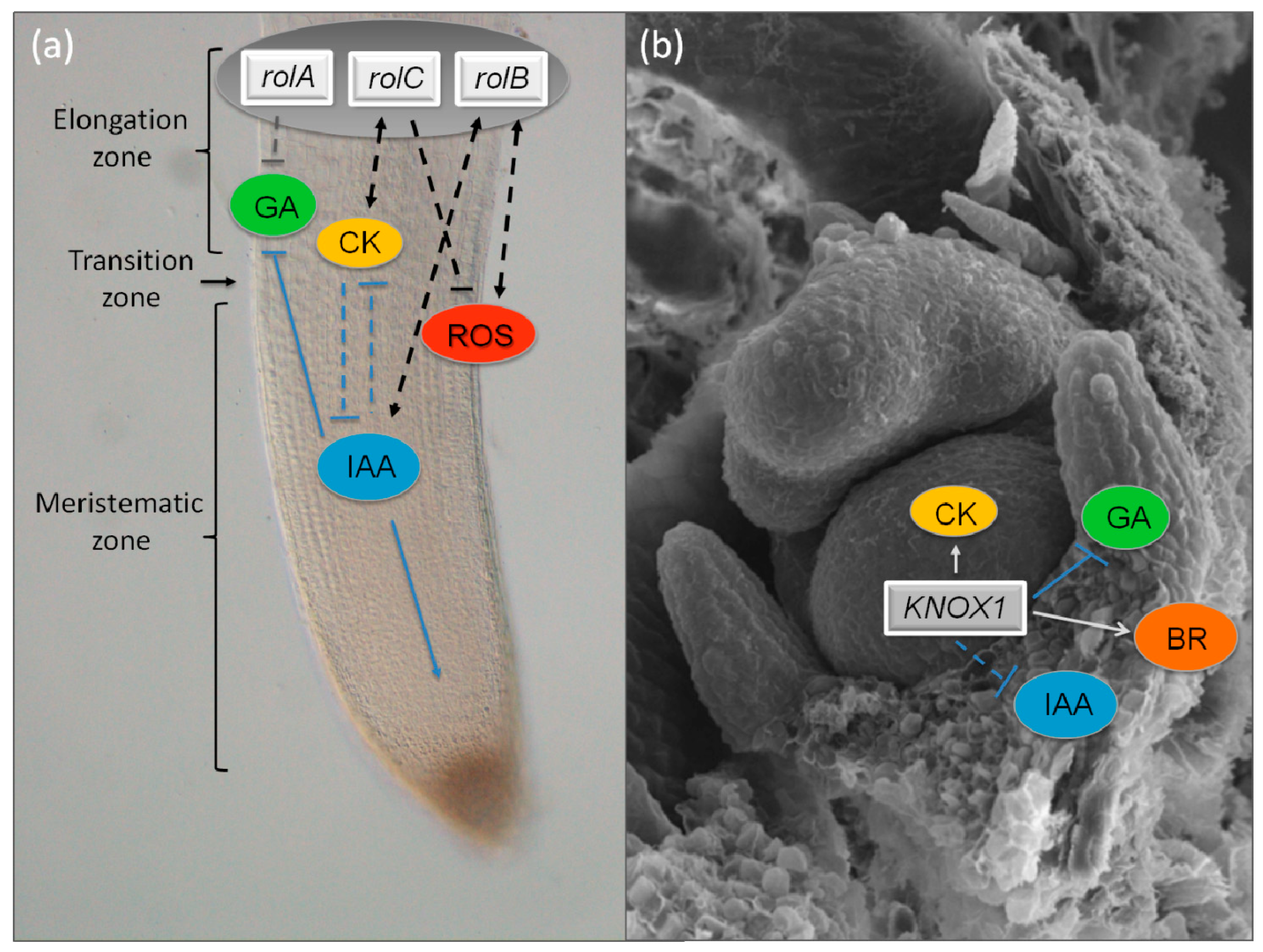 Plants 08 00018 g003