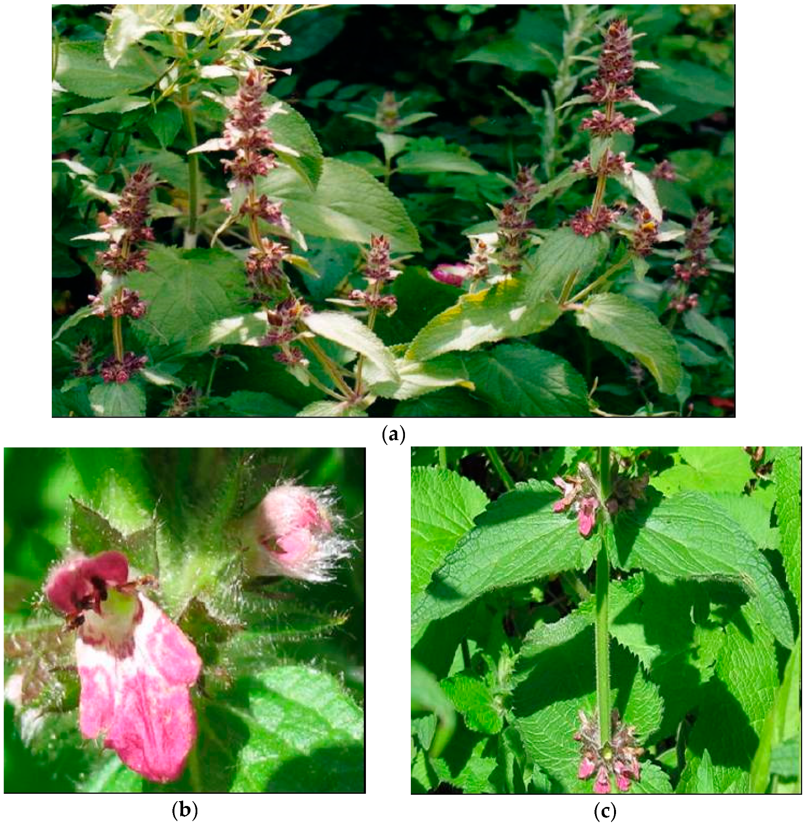 Plants 08 00032 g001