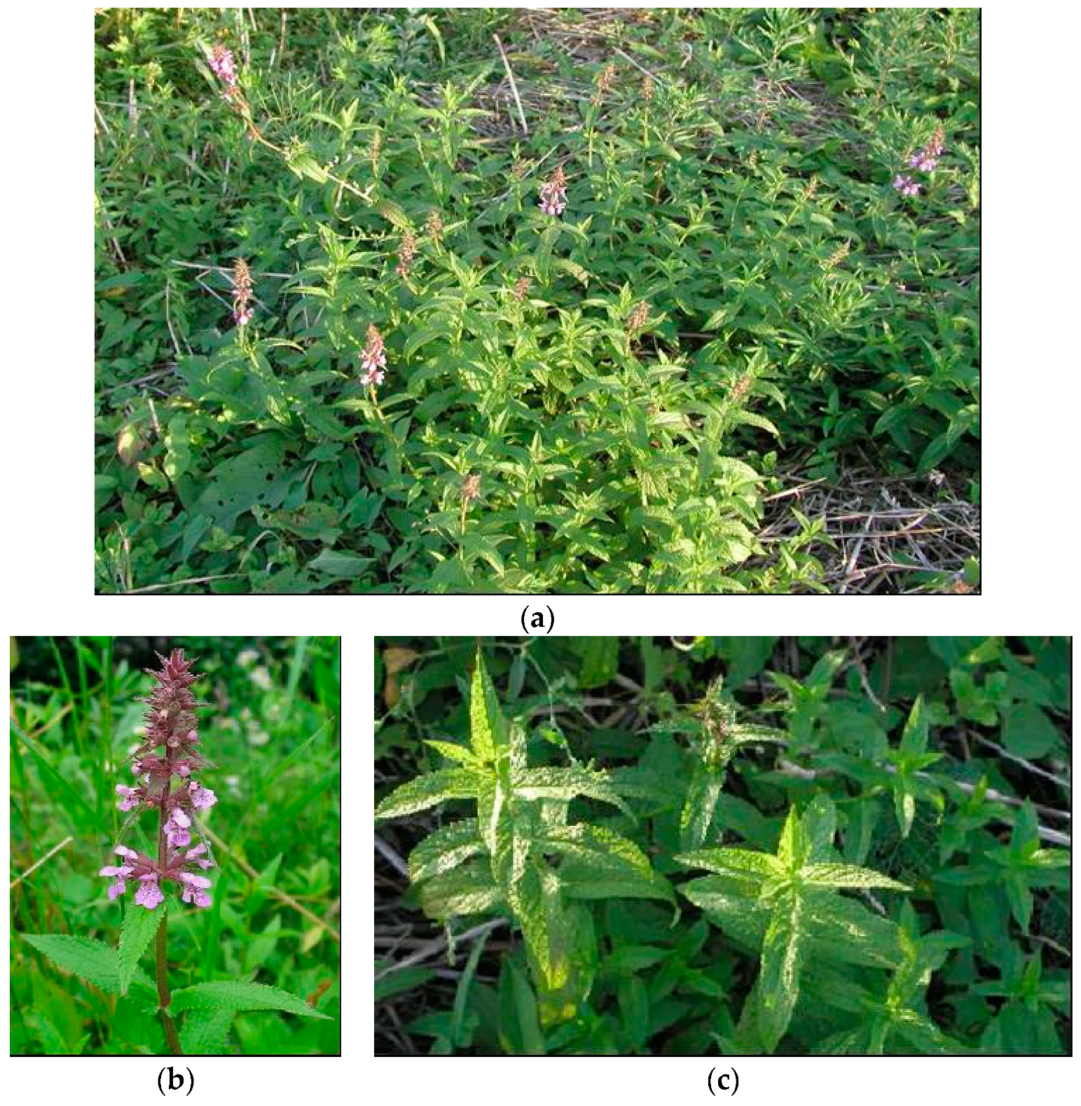 Plants 08 00032 g003