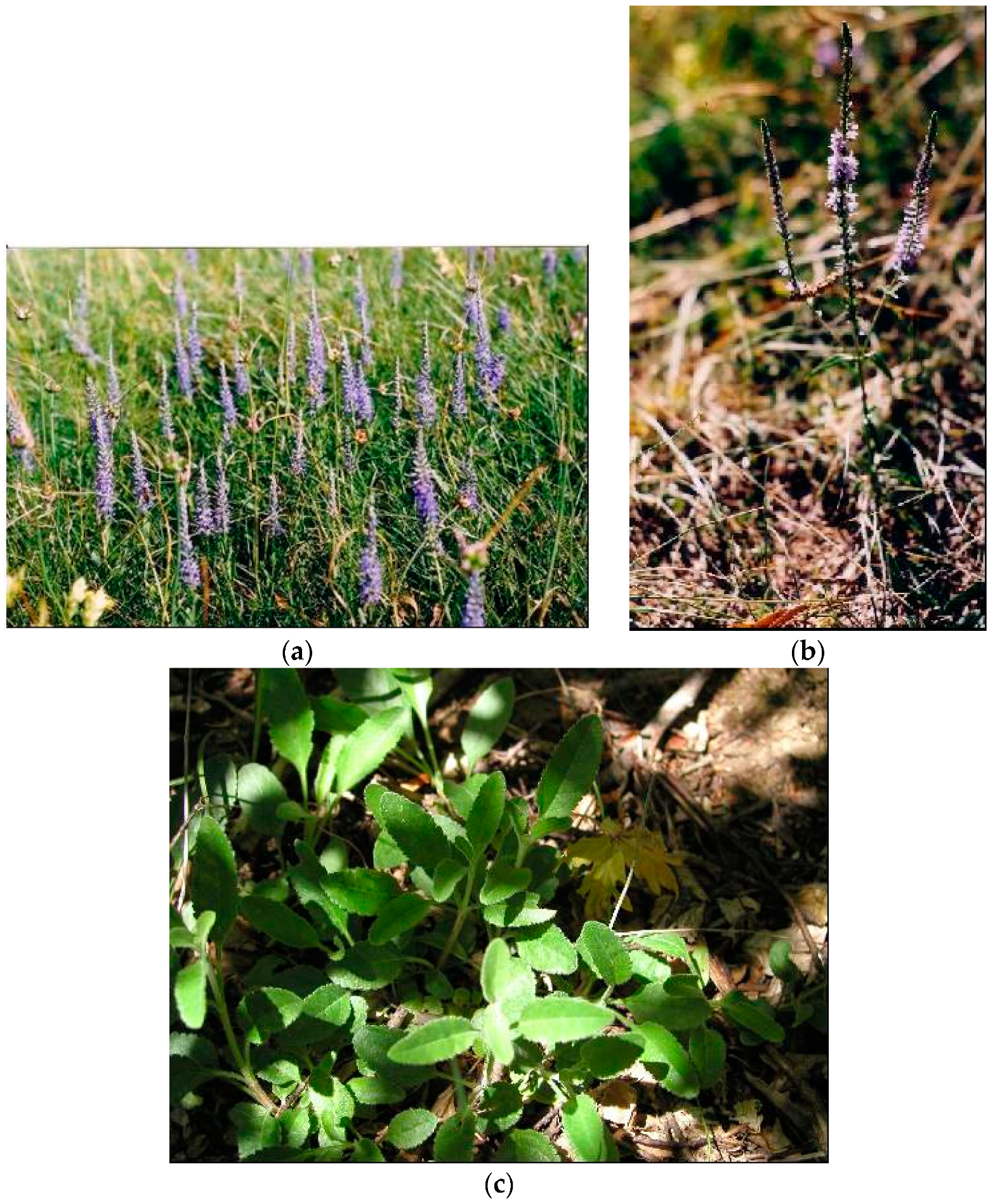 Plants 08 00032 g004