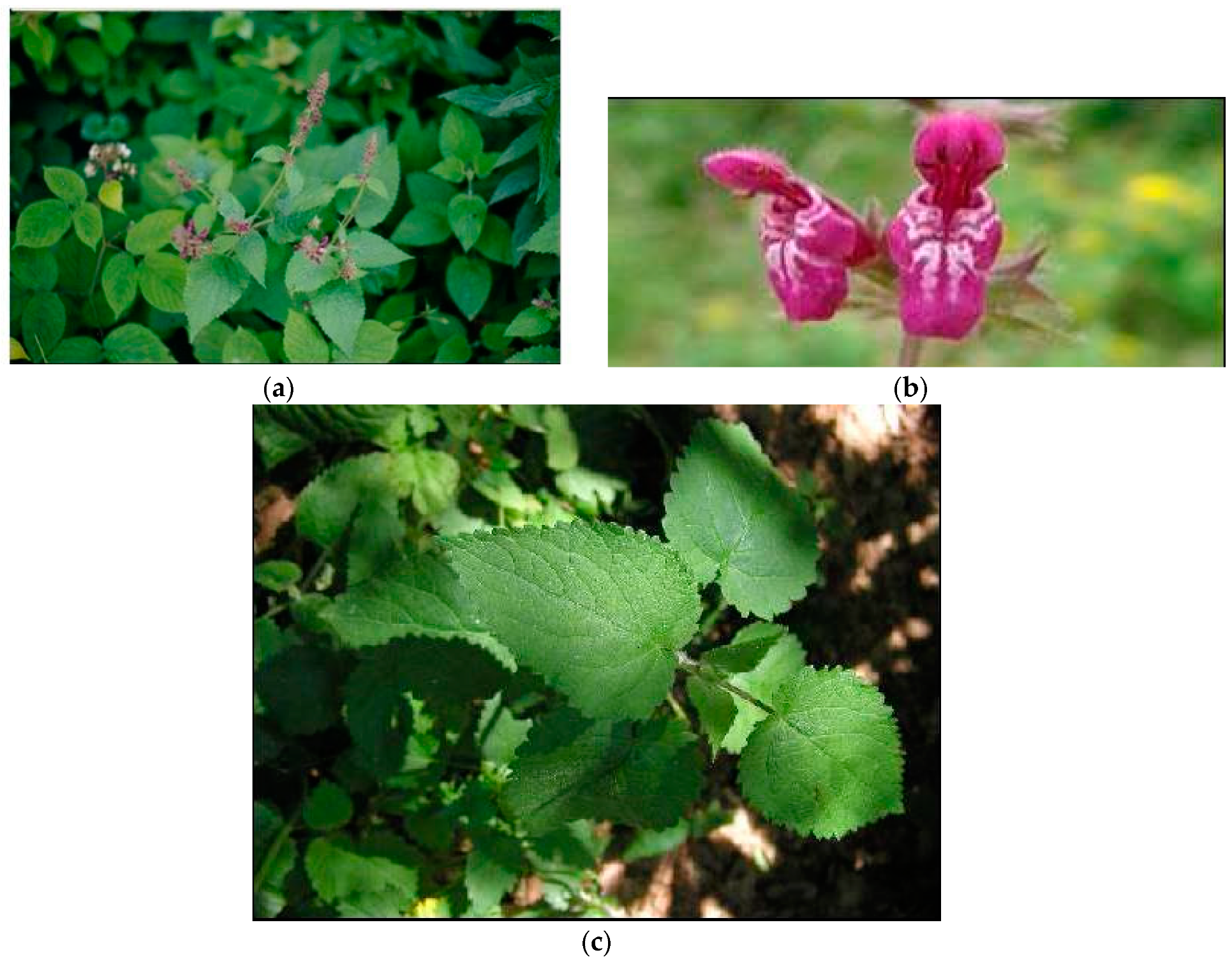 Plants 08 00032 g006