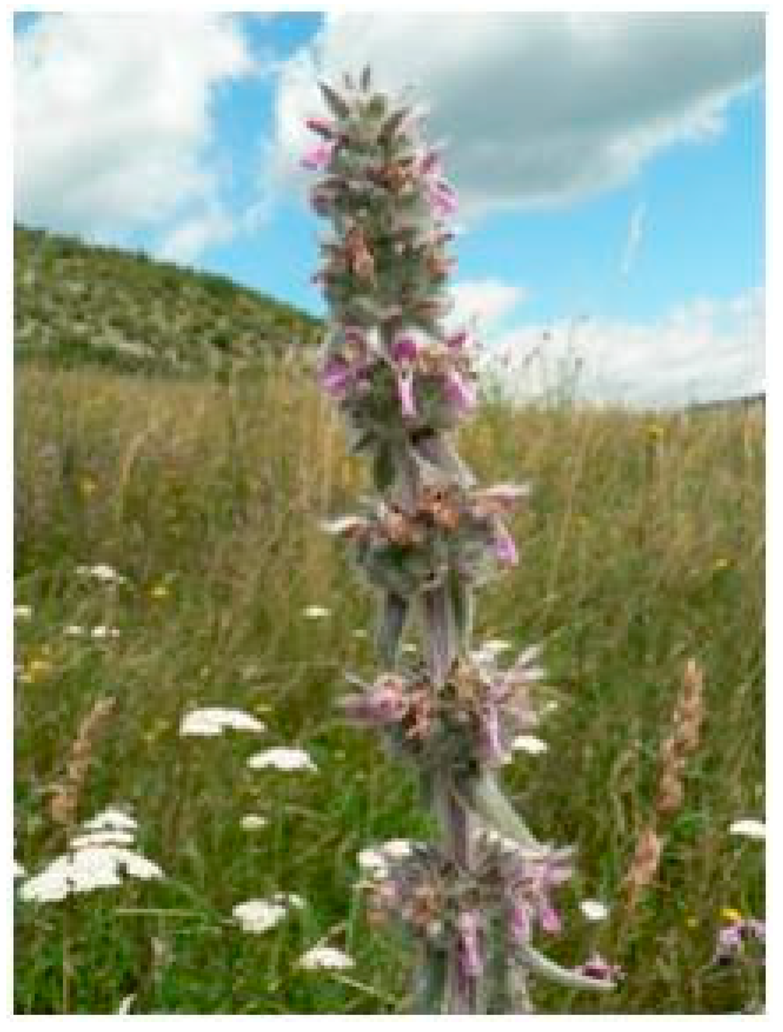 Plants 08 00032 g008