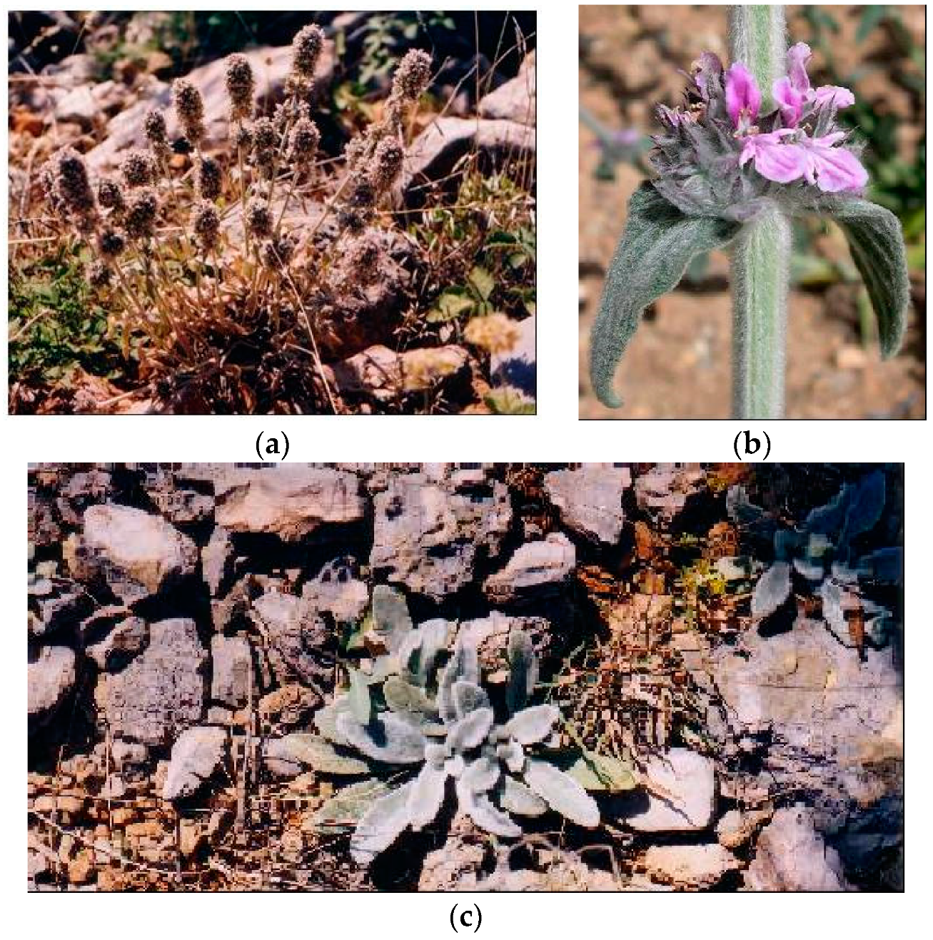 Plants 08 00032 g009