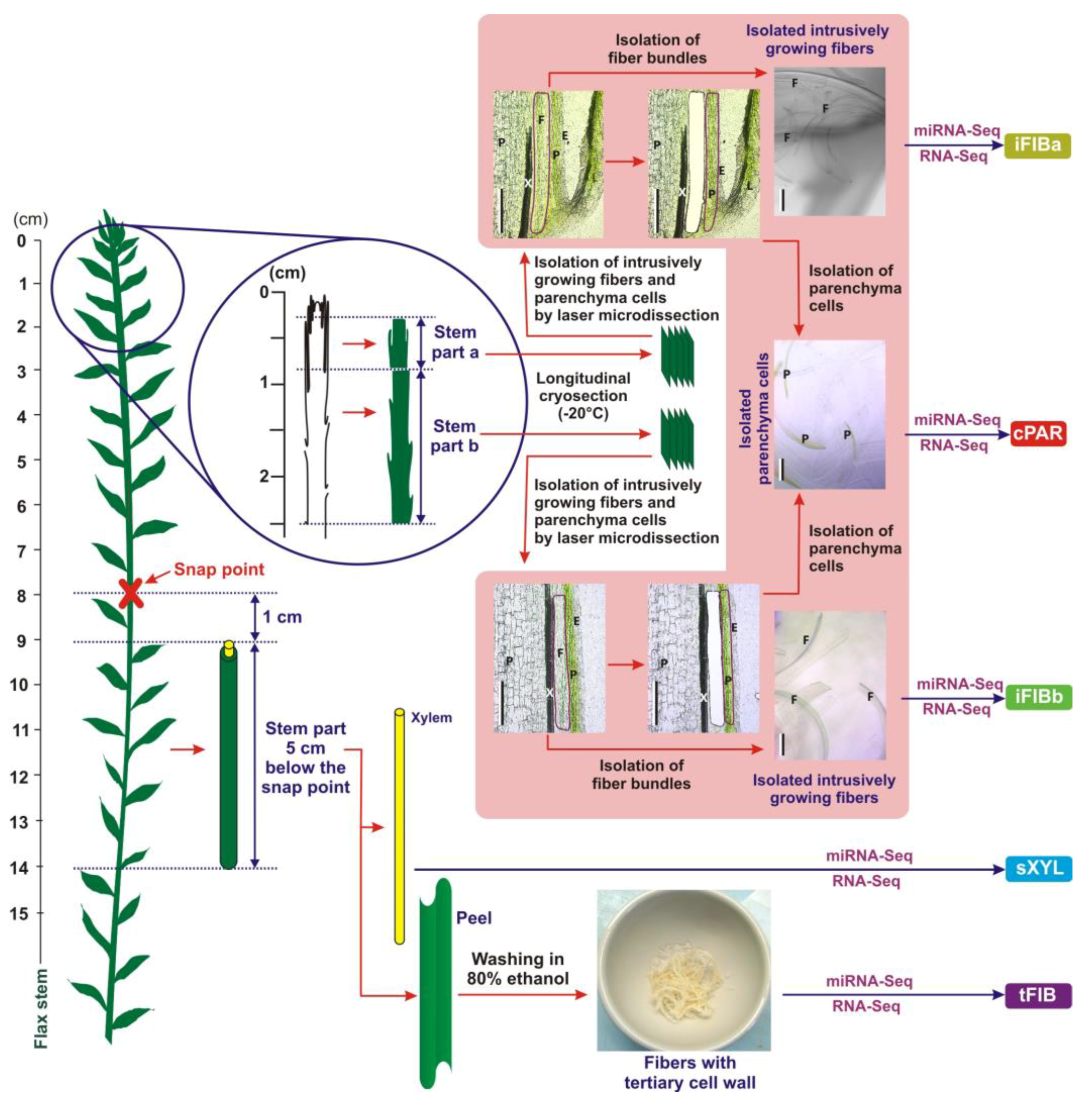 Plants 08 00047 g001