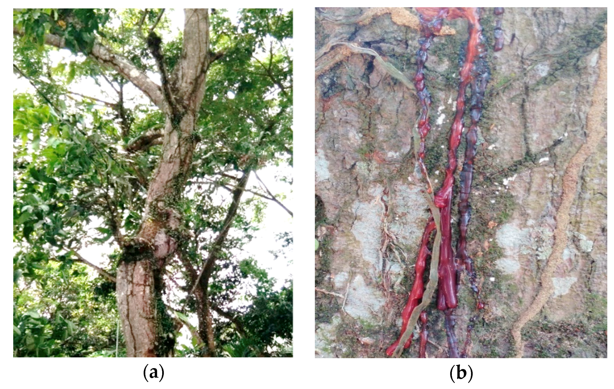 Plants 08 00057 g005