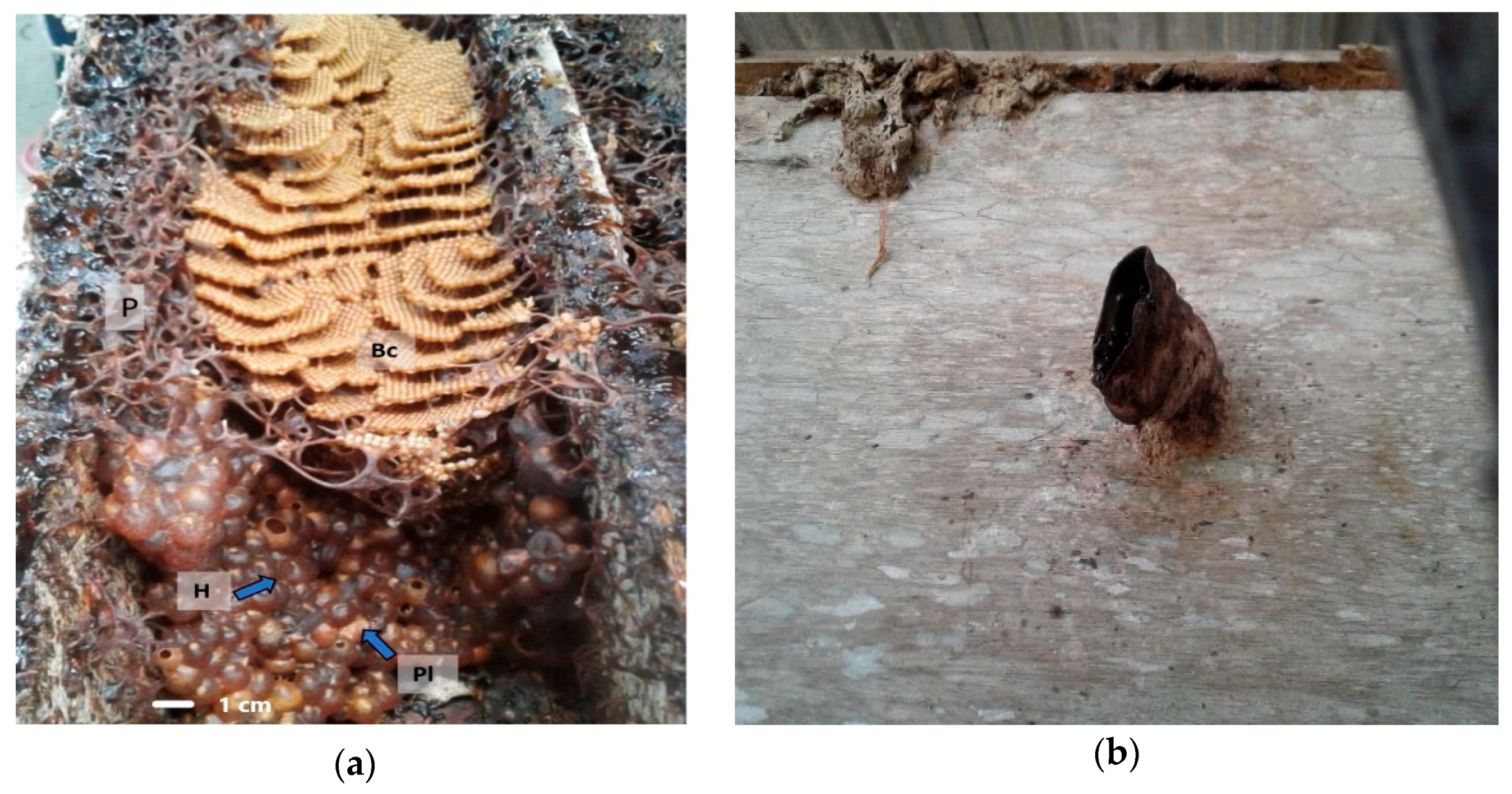 Plants 08 00057 g007