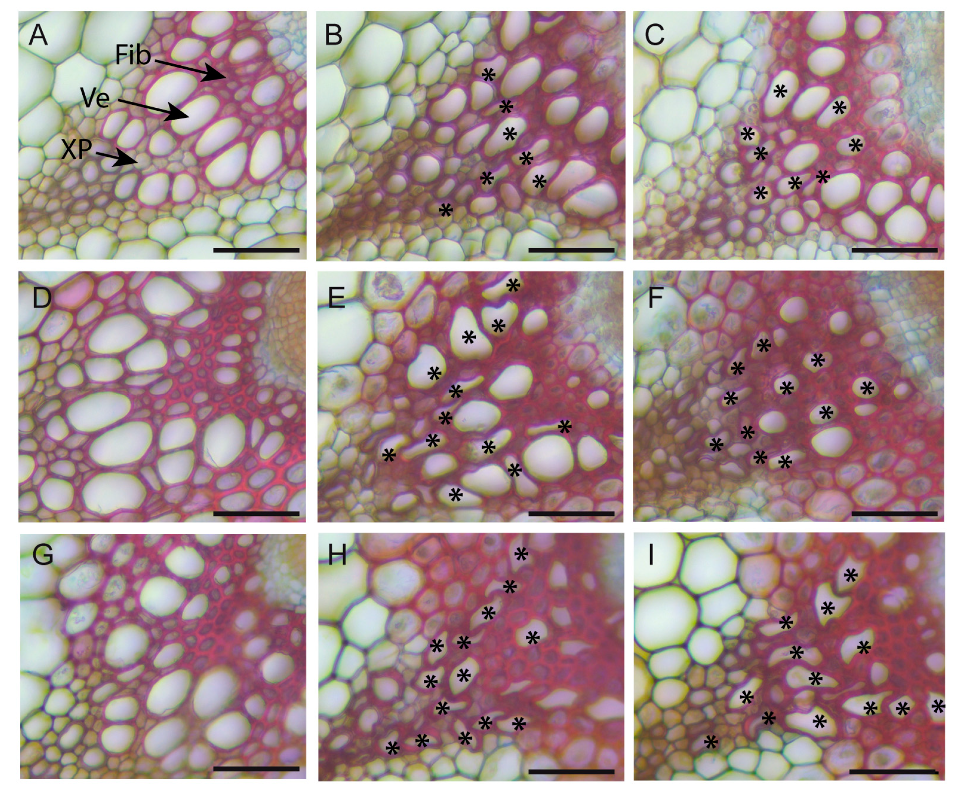 Plants 08 00061 g009