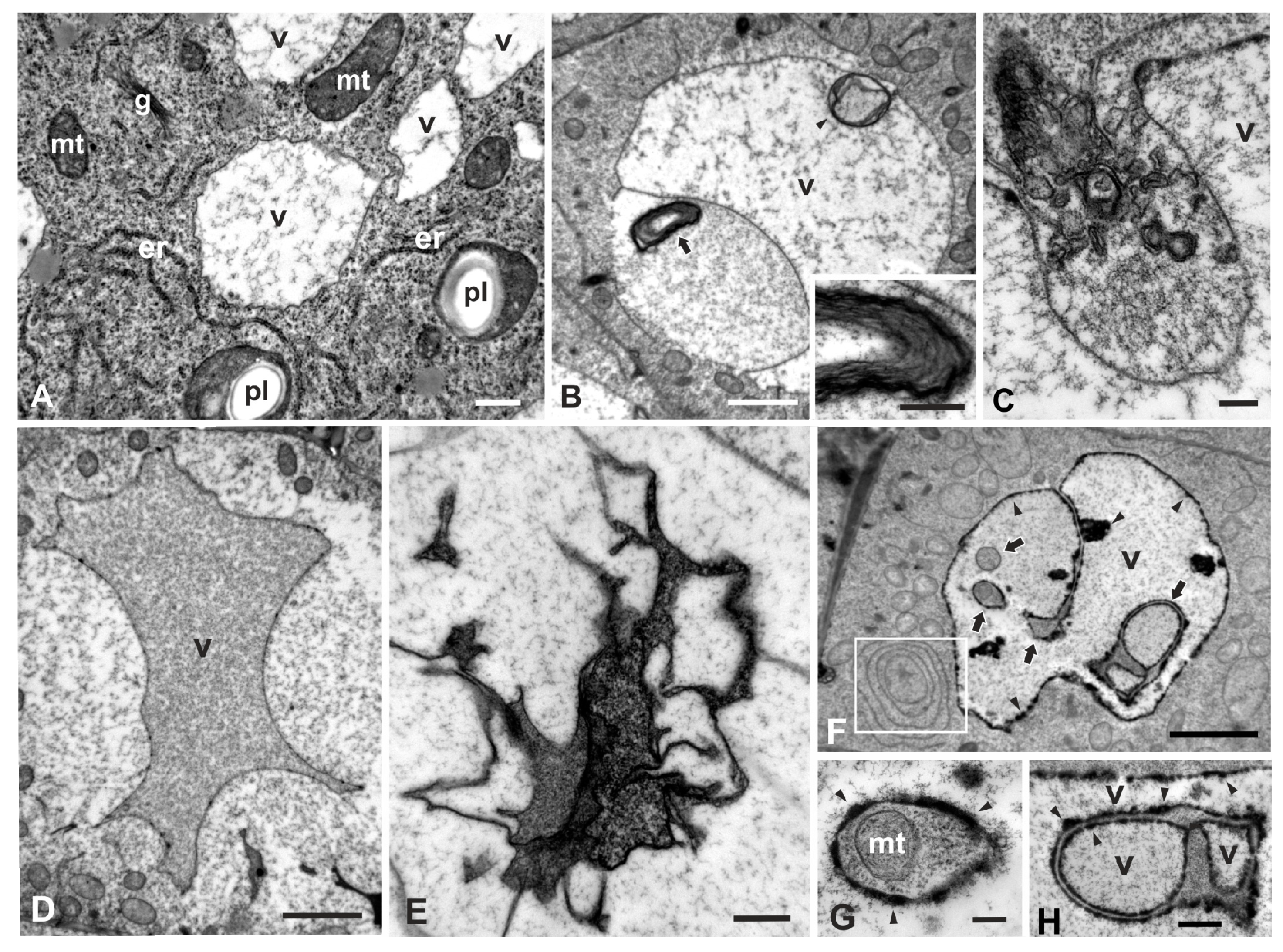 Plants 08 00062 g002