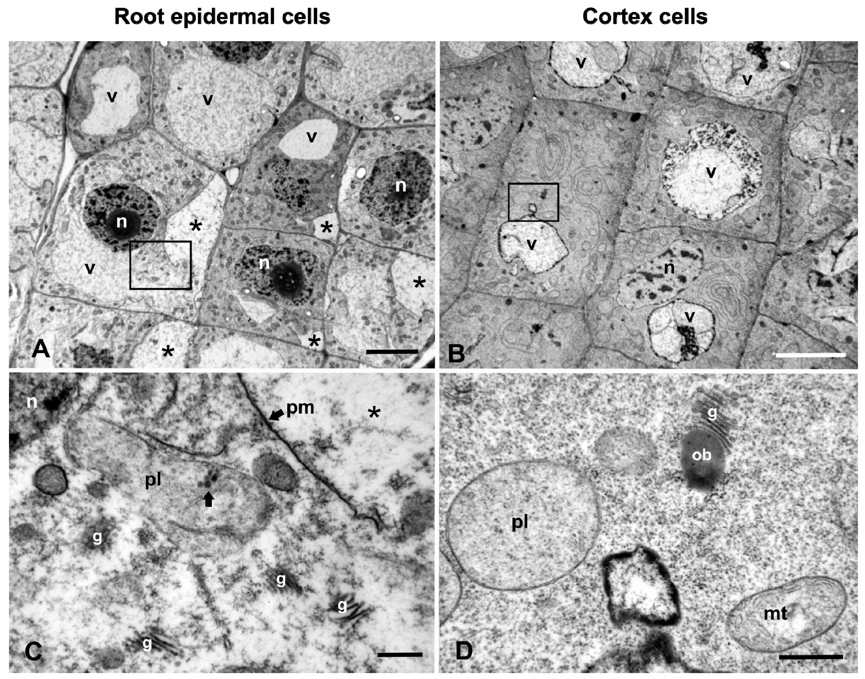 Plants 08 00062 g005