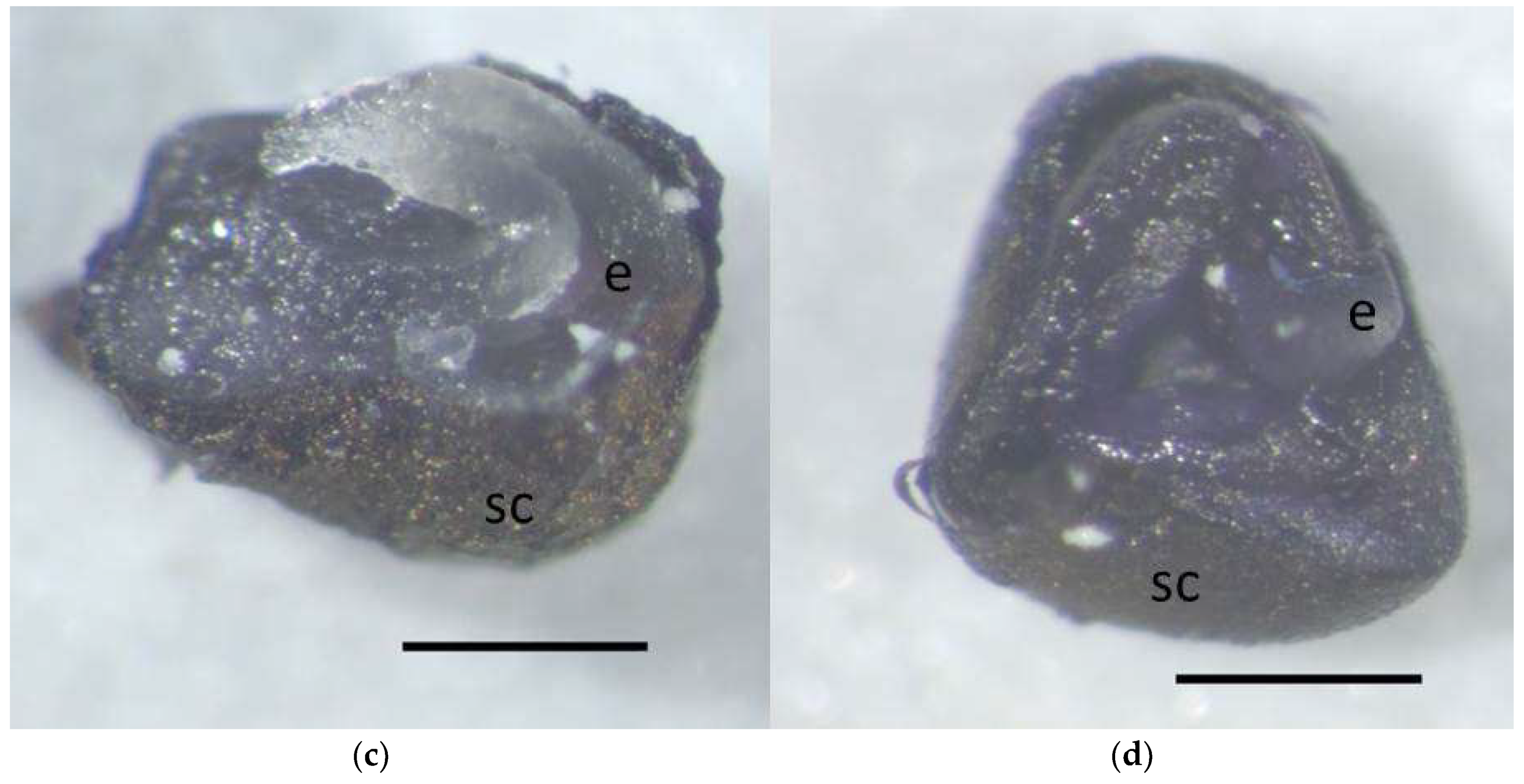 Plants 08 00063 g004b