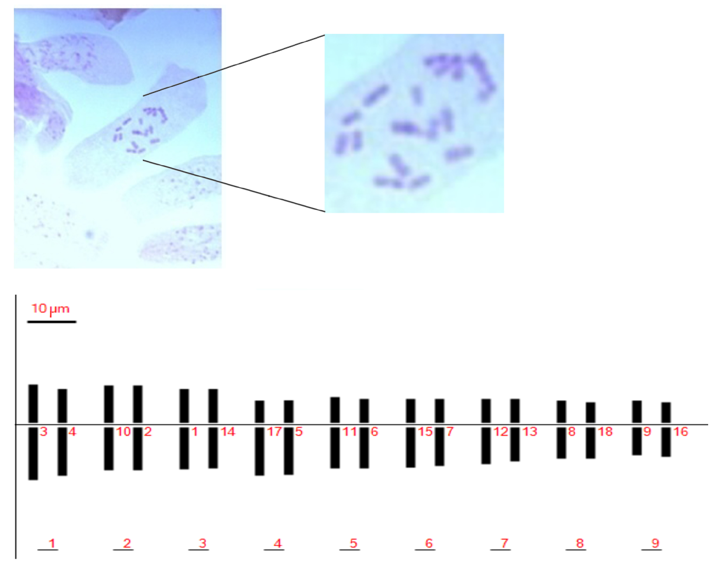 Plants 08 00083 g001