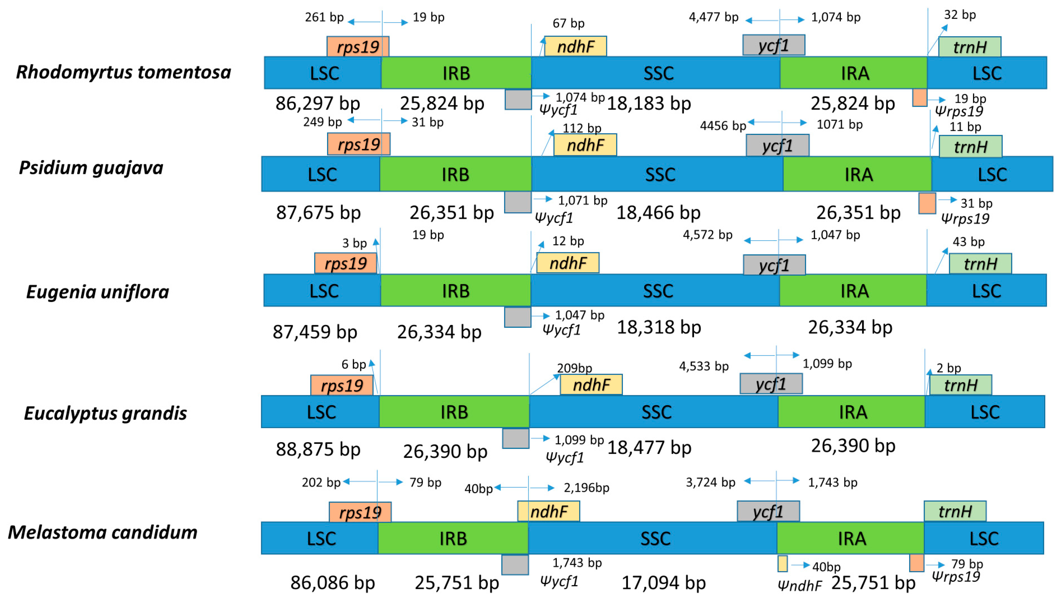 Plants 08 00089 g005