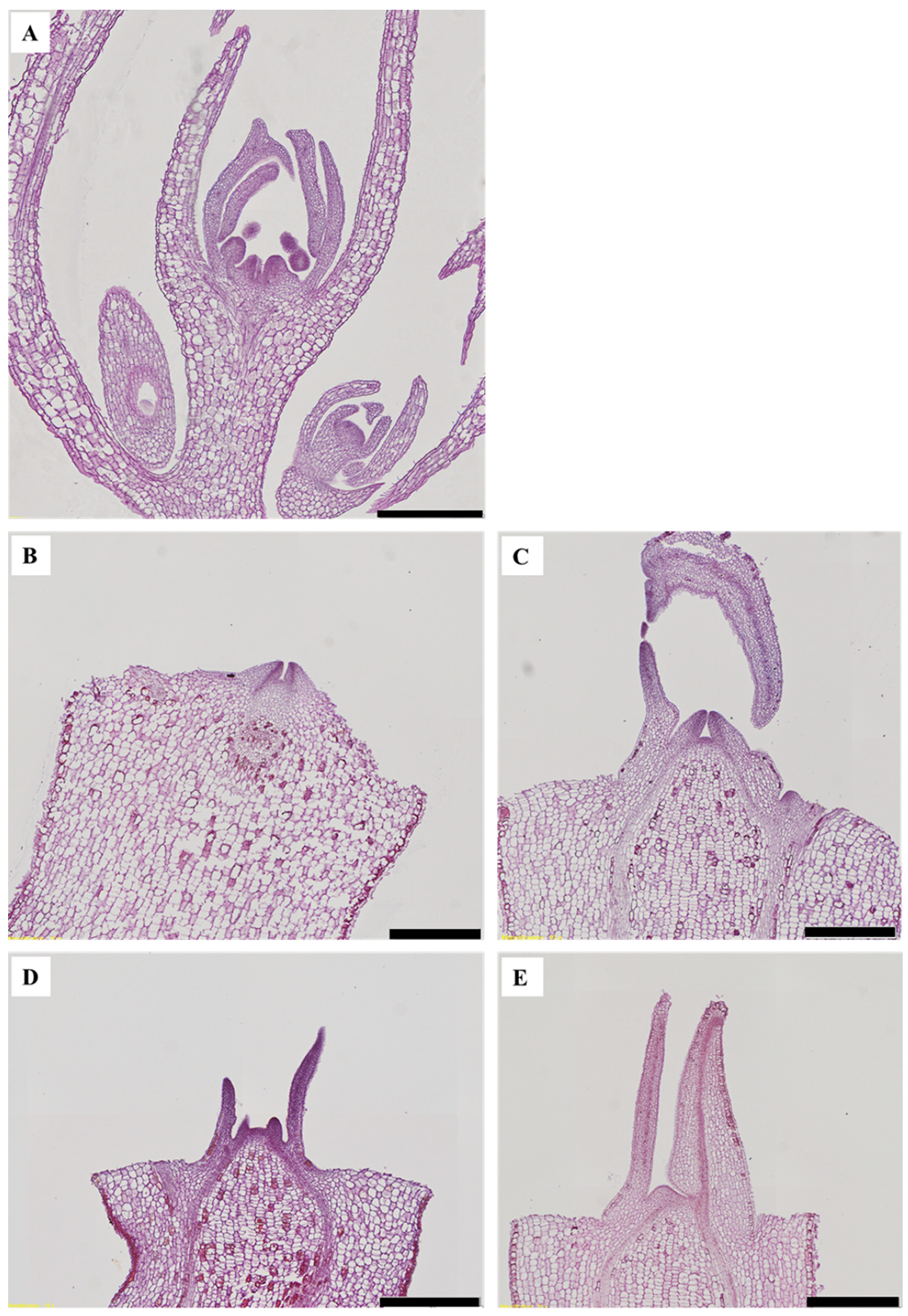 Plants 08 00090 g007