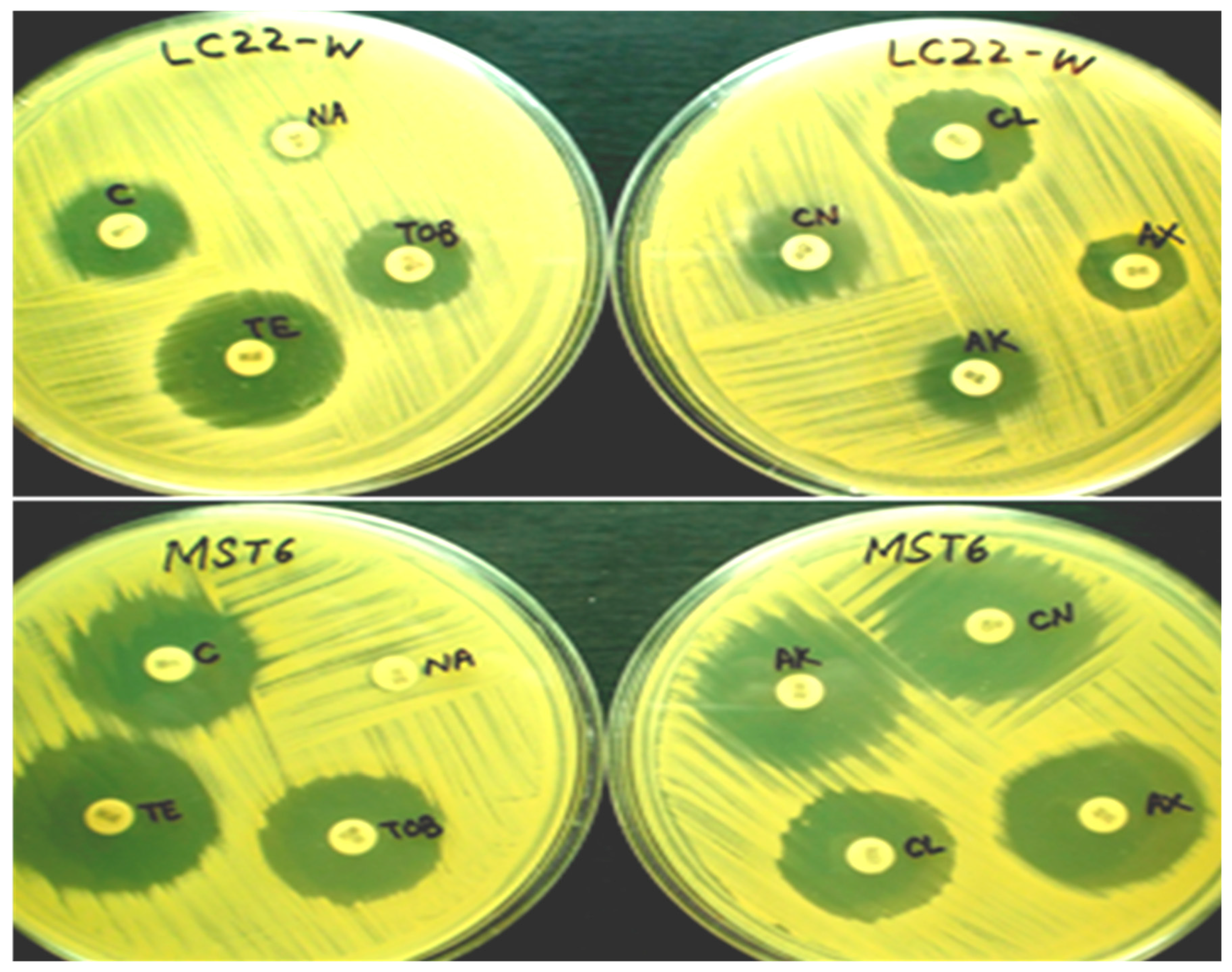 Plants 08 00091 g002