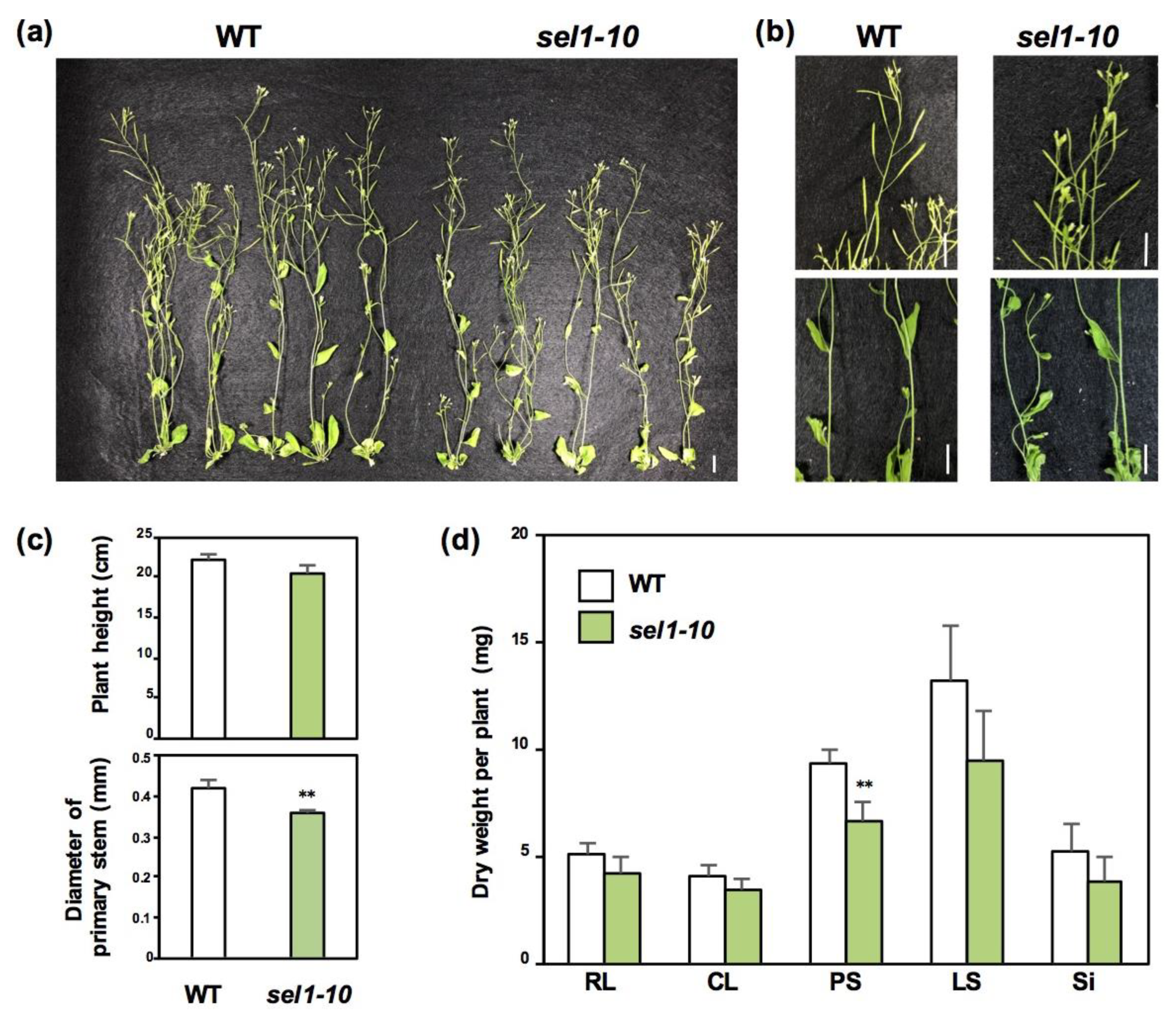 Plants 08 00095 g001 Plants 08 00095 g001