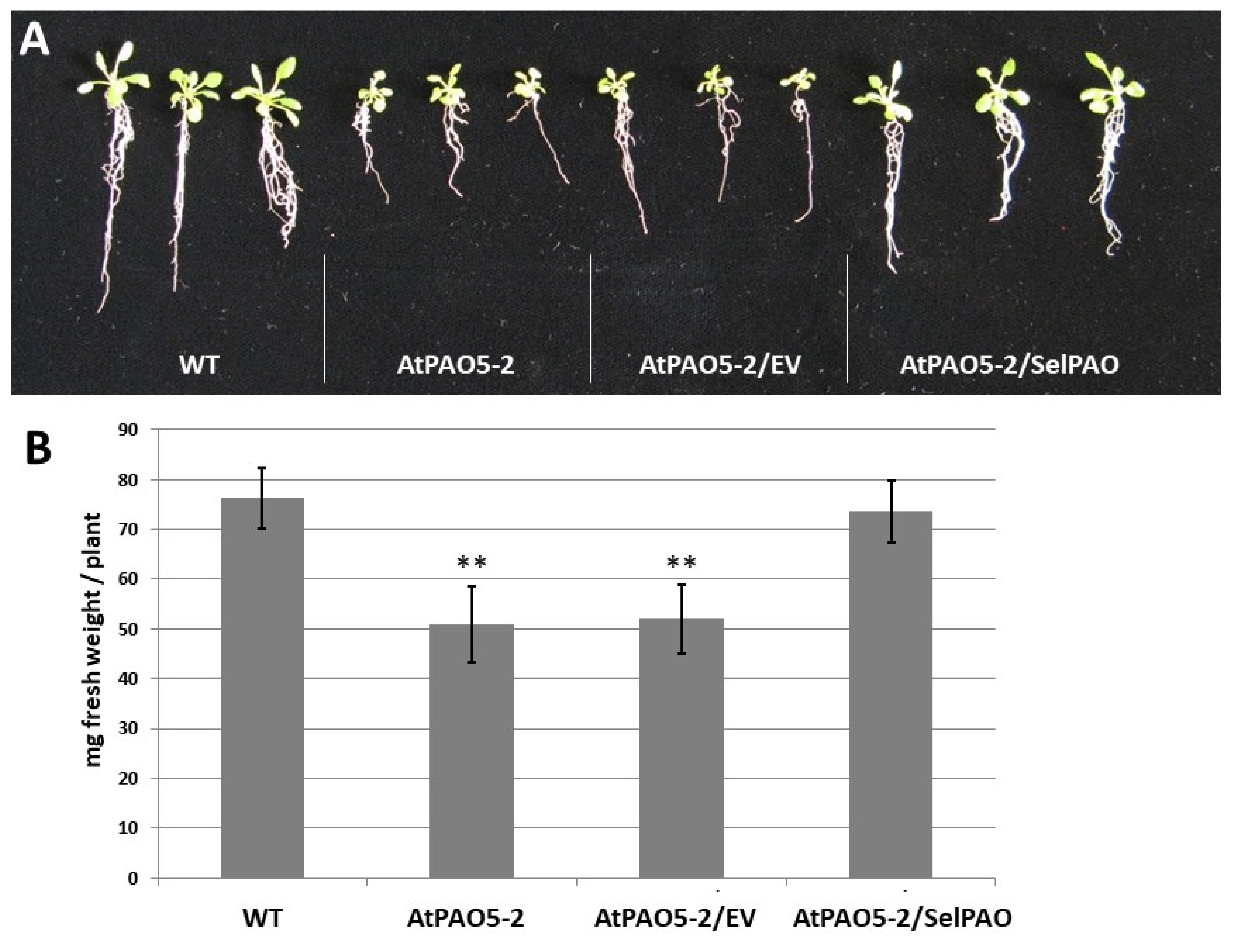 Plants 08 00099 g002 Plants 08 00099 g002