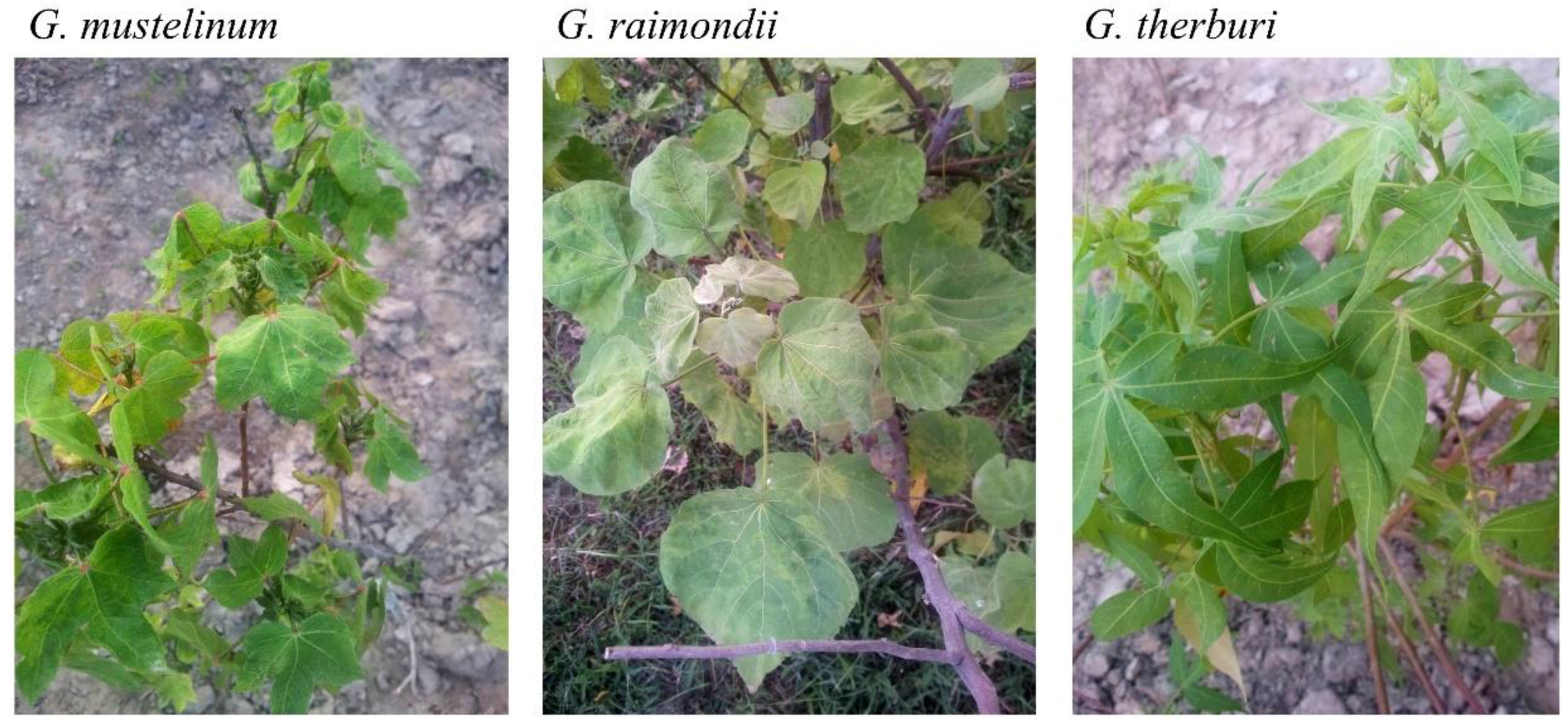 Plants 08 00127 g001