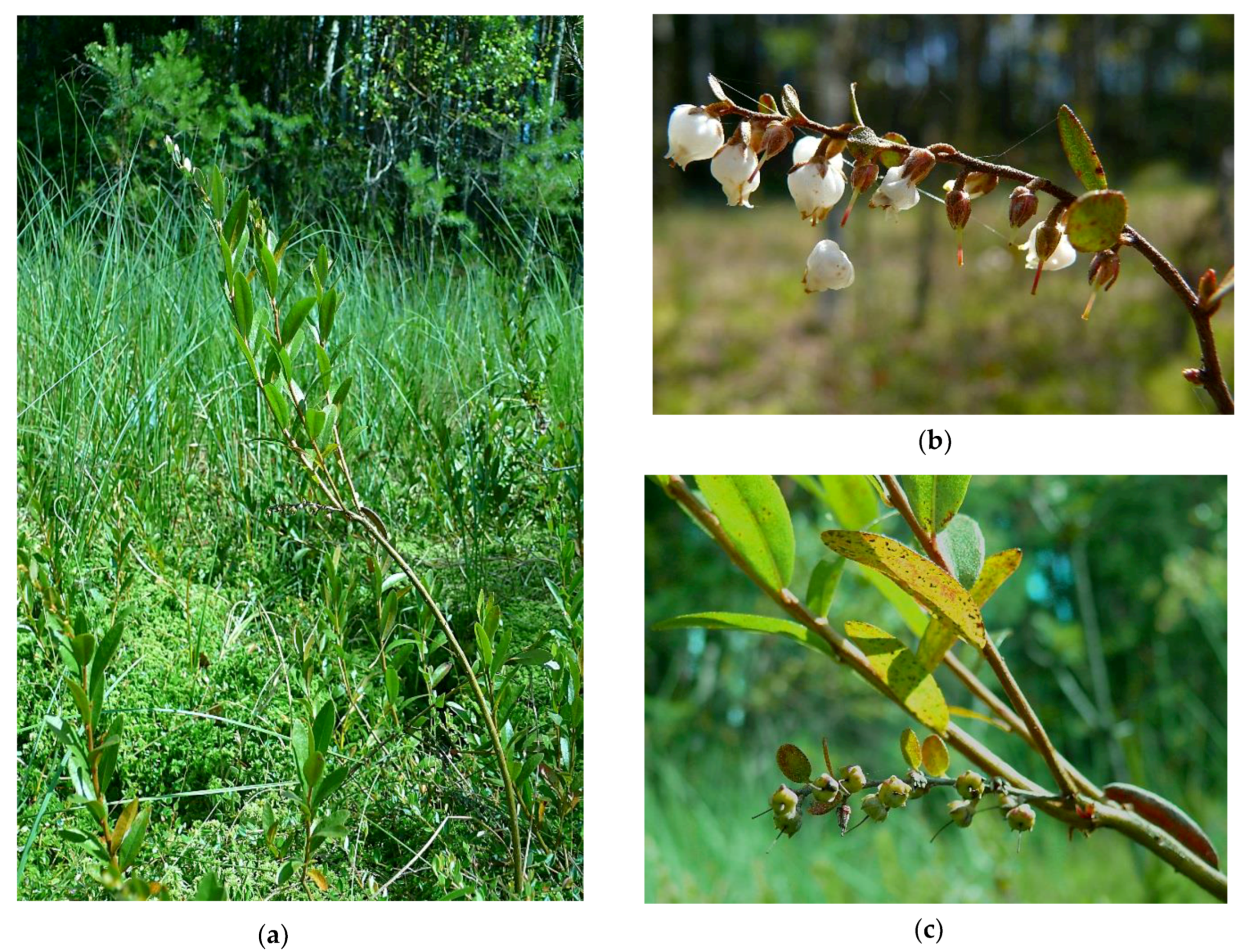 Plants 08 00129 g003