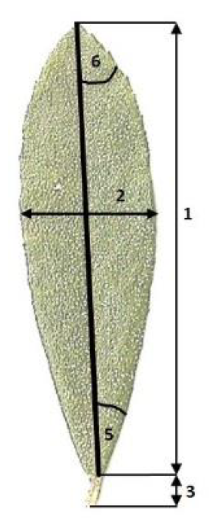 Plants 08 00129 g005