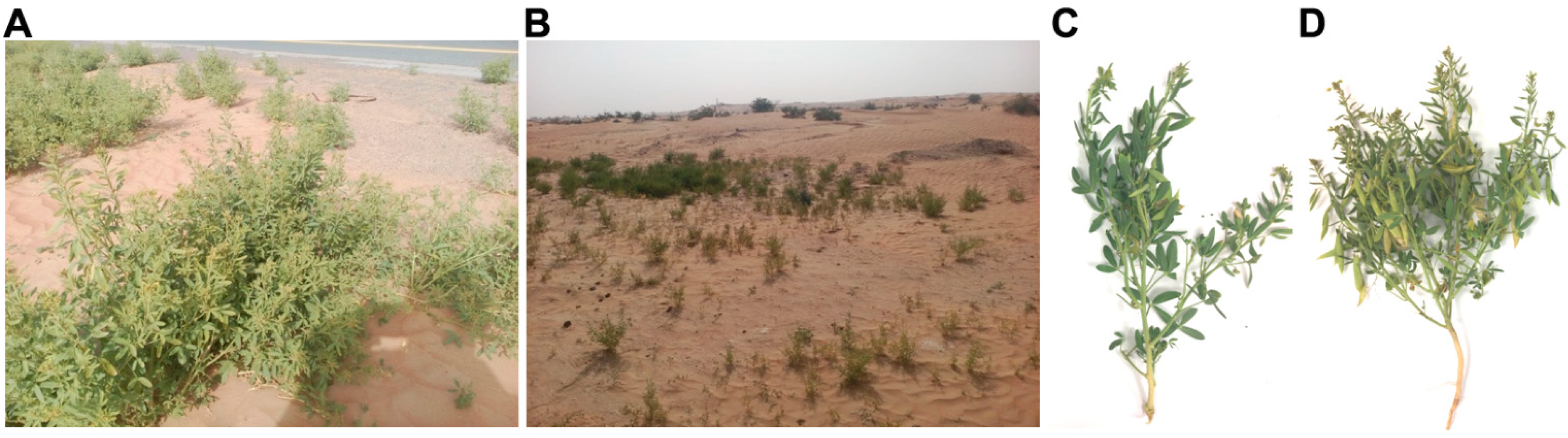 Plants 08 00132 g001