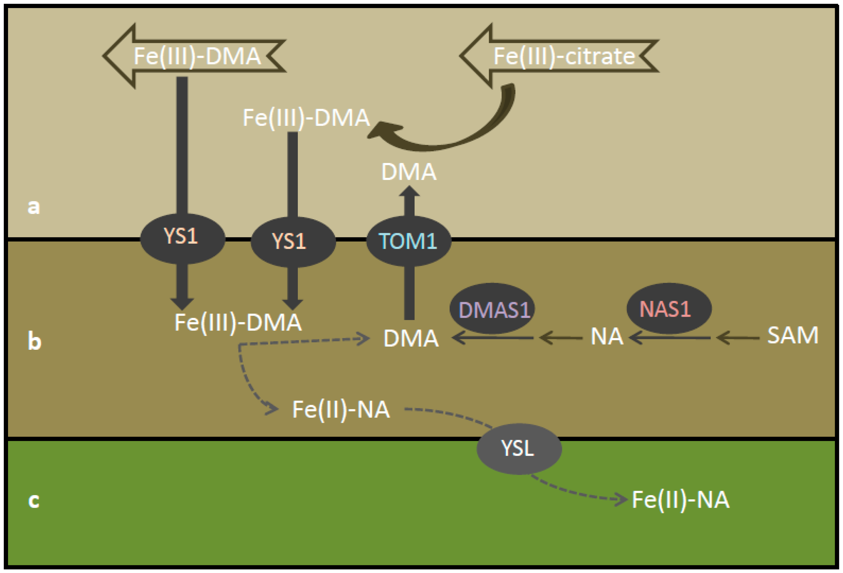 Plants 08 00133 g006