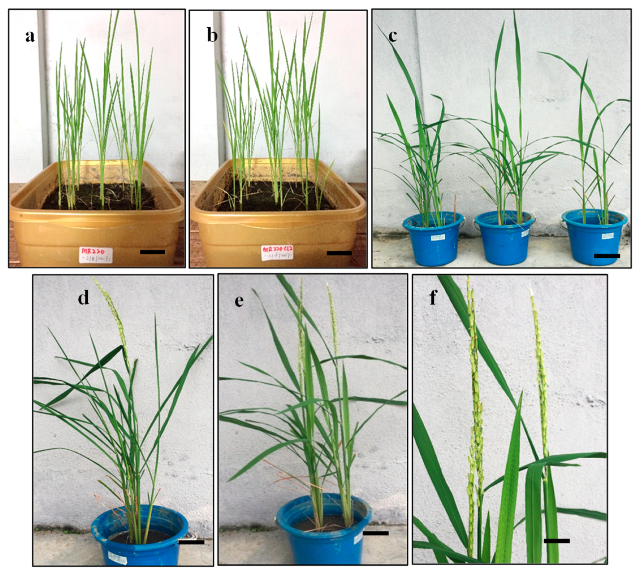 Plants 08 00144 g010 Plants 08 00144 g010