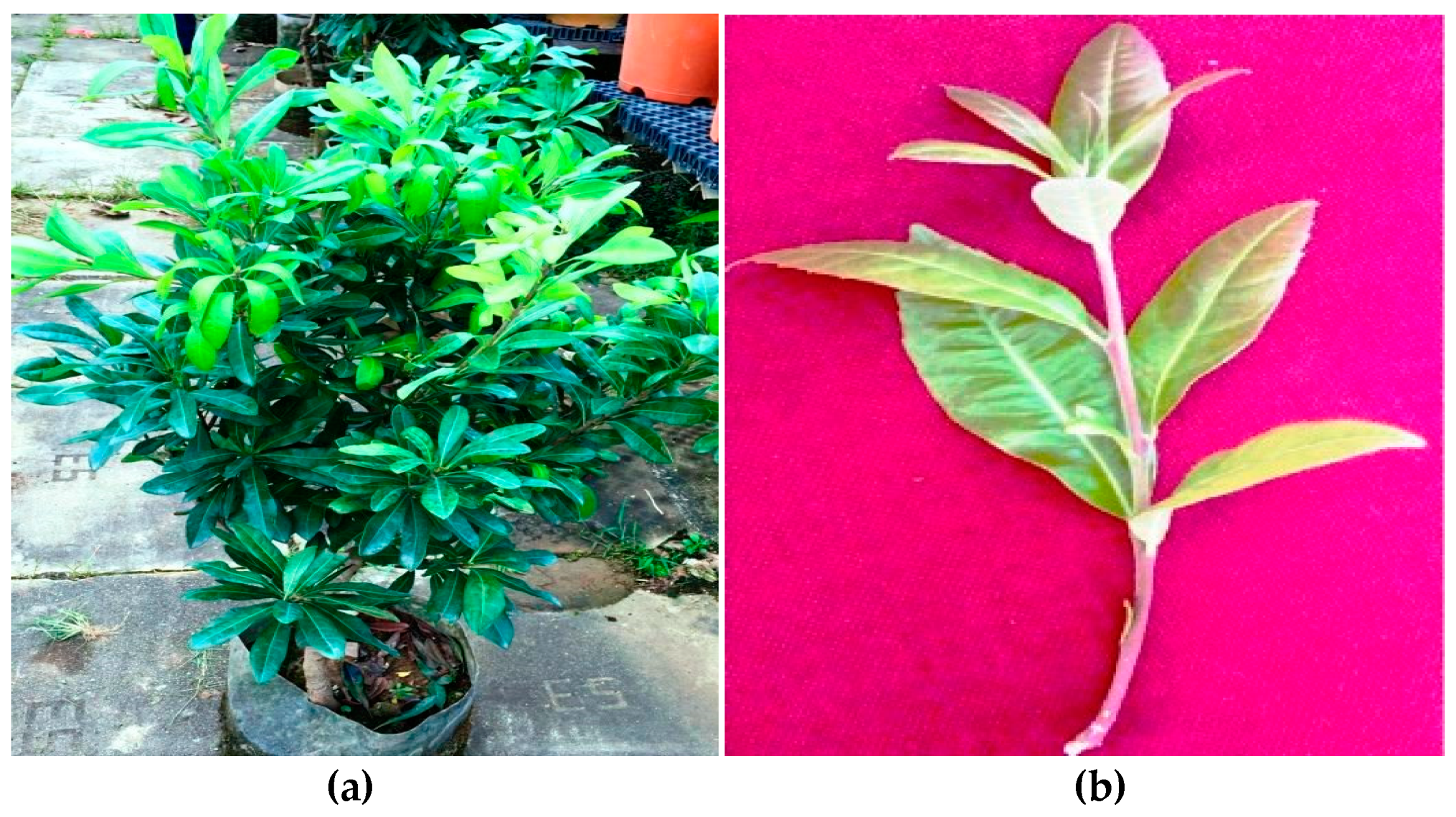 Plants 08 00149 g003a