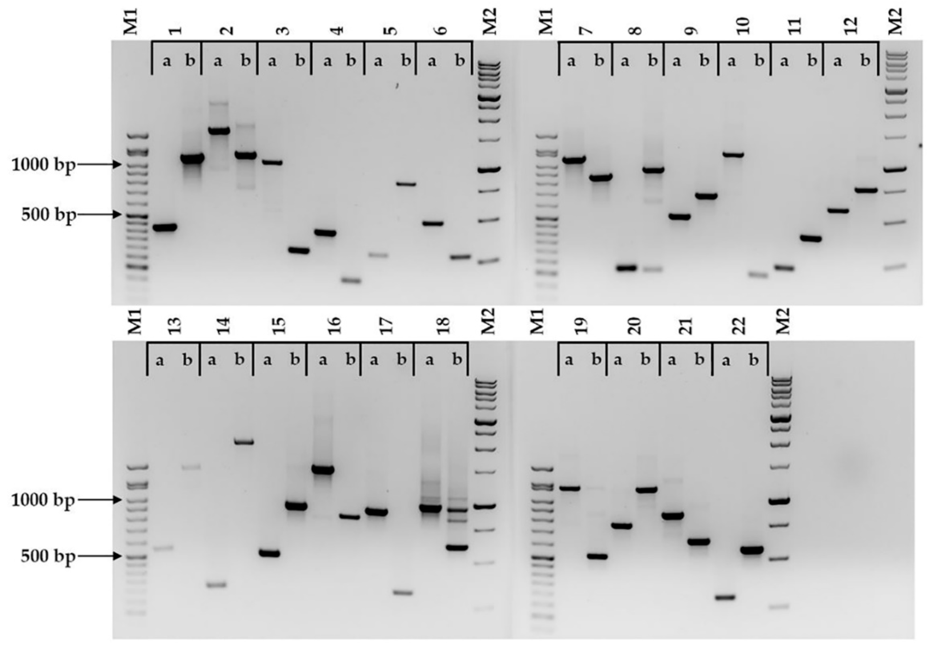 Plants 08 00153 g001
