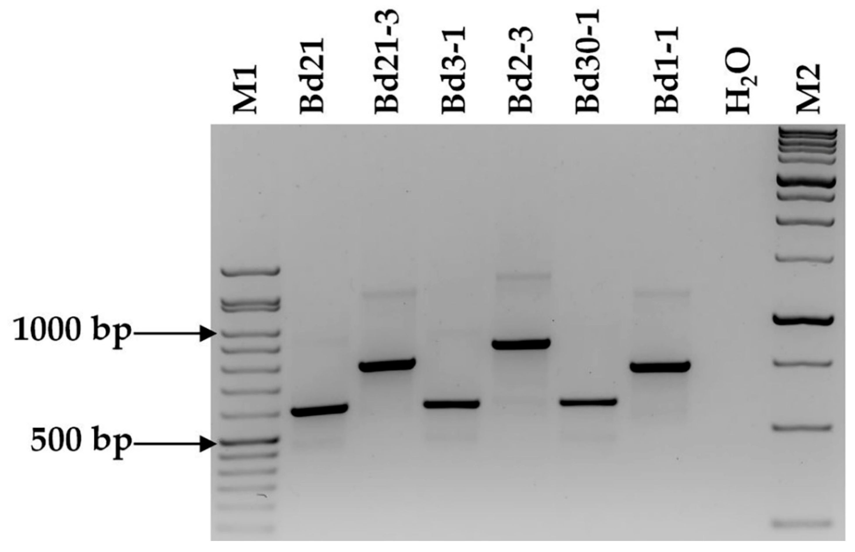 Plants 08 00153 g002