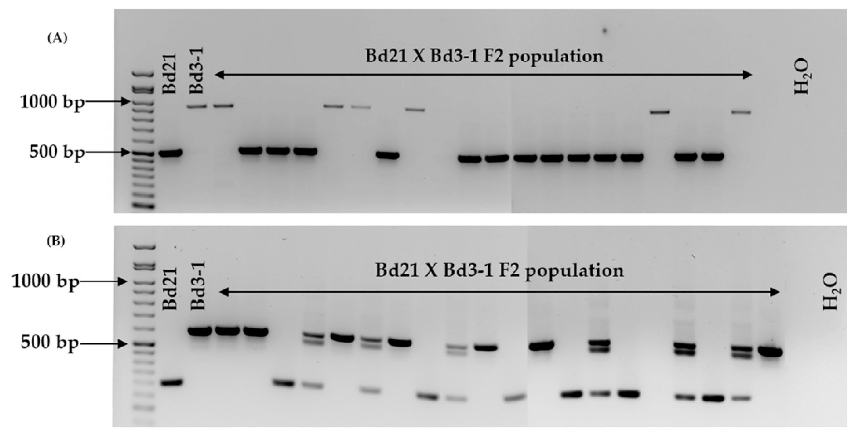 Plants 08 00153 g003