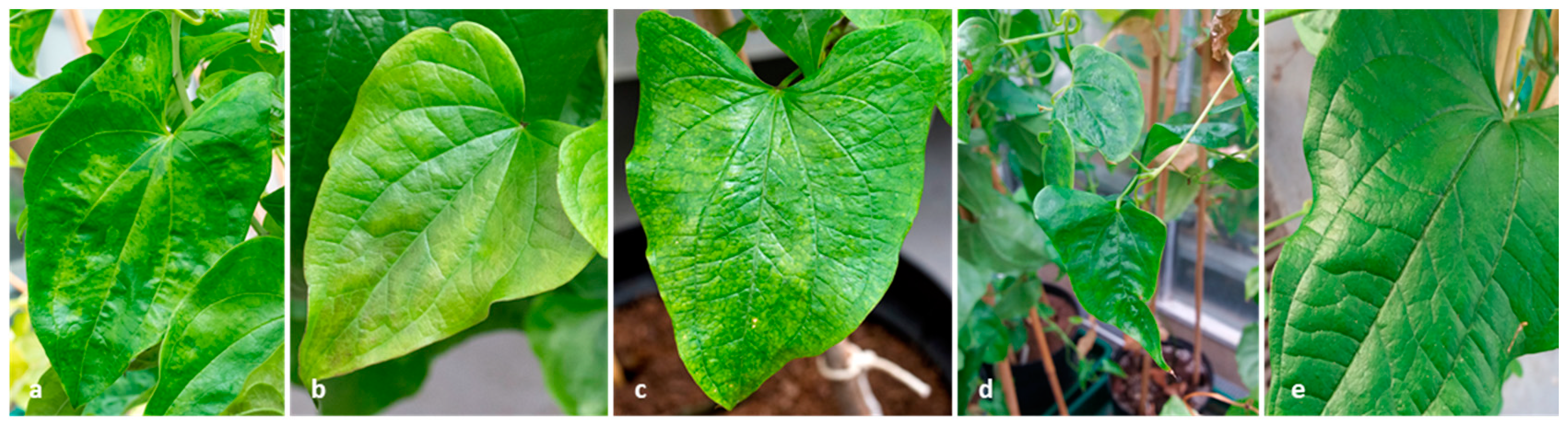 Plants 08 00167 g004