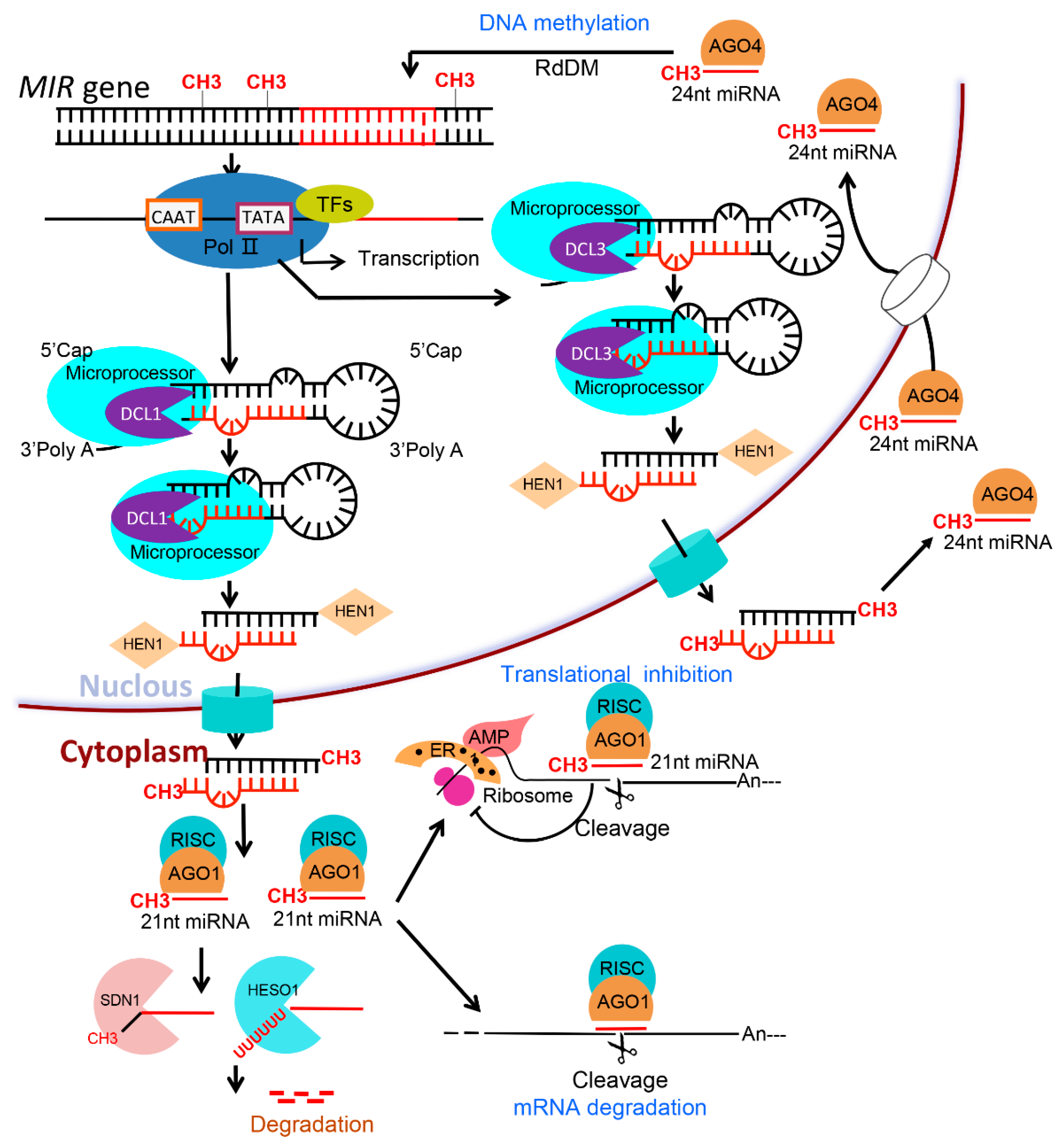 Plants 08 00170 g001