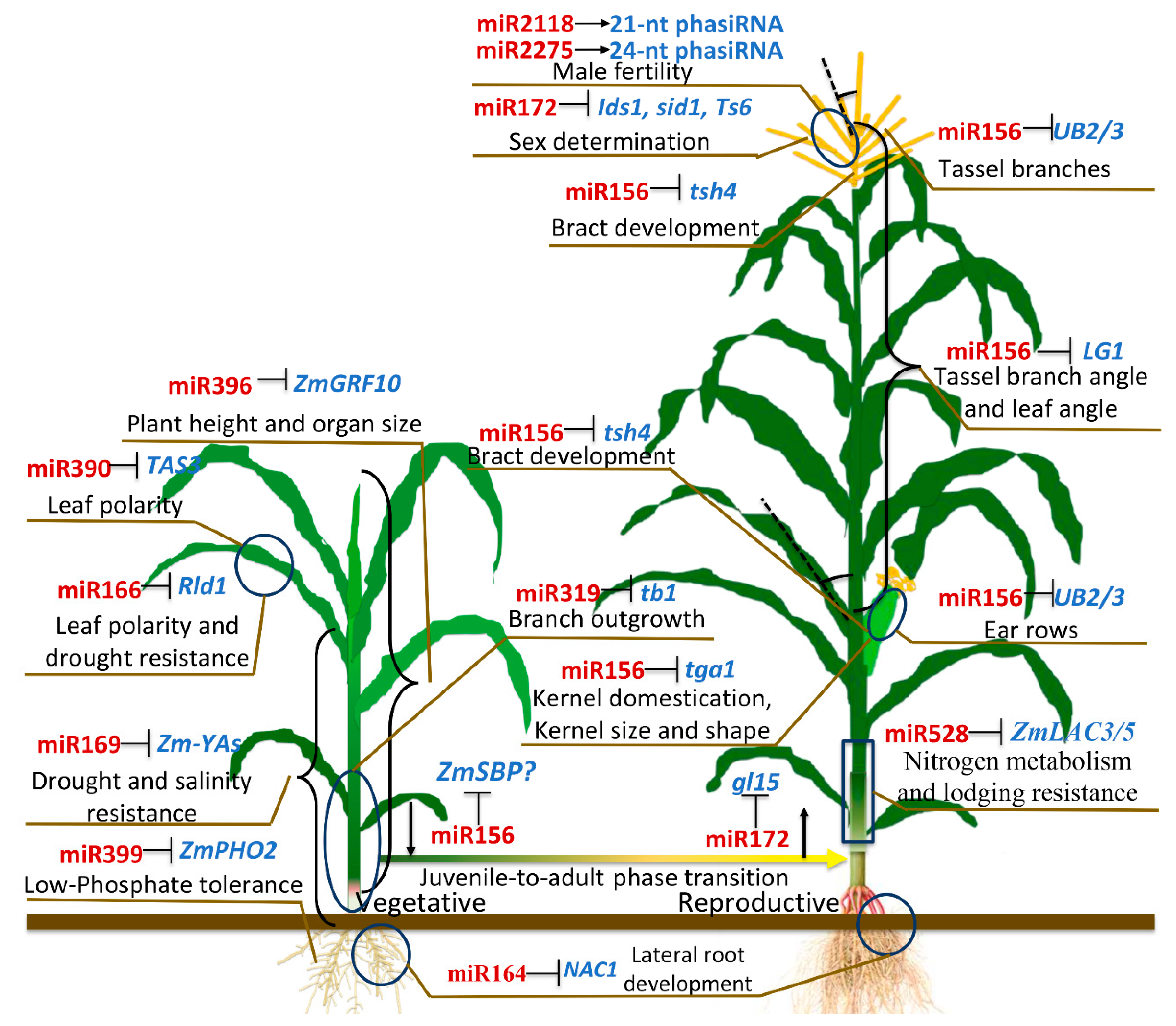 Plants 08 00170 g004