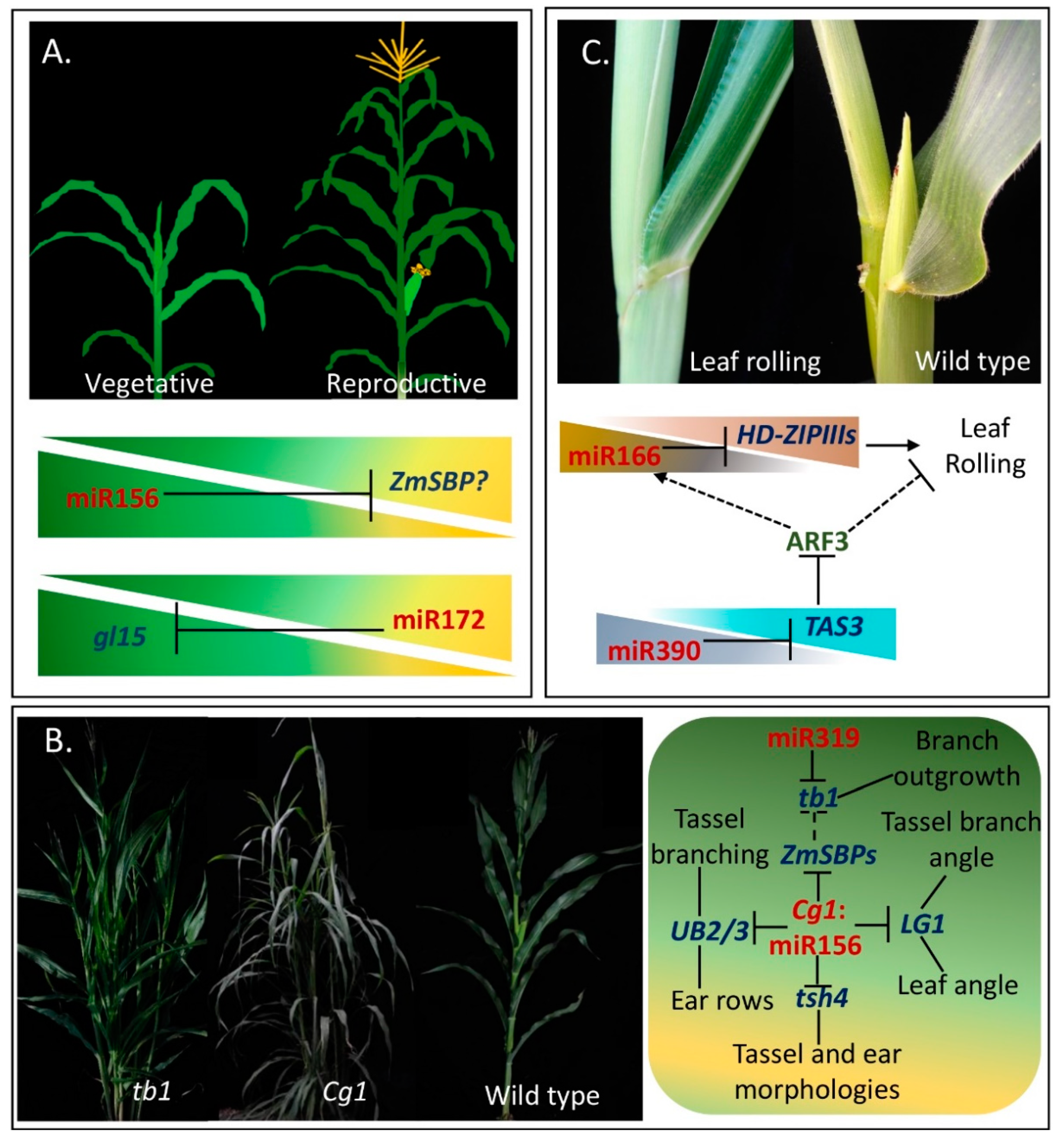Plants 08 00170 g005