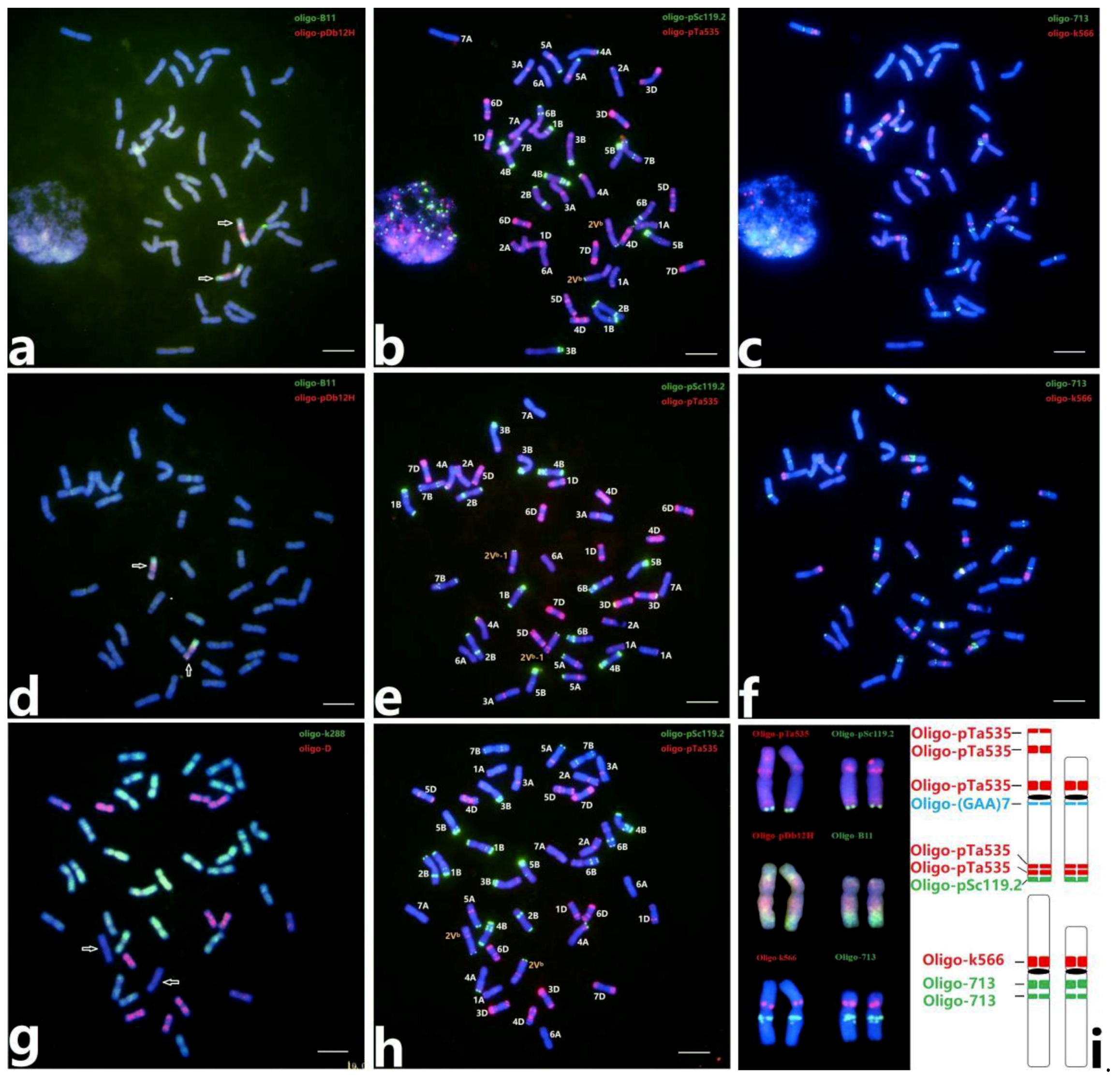 Plants 08 00175 g001