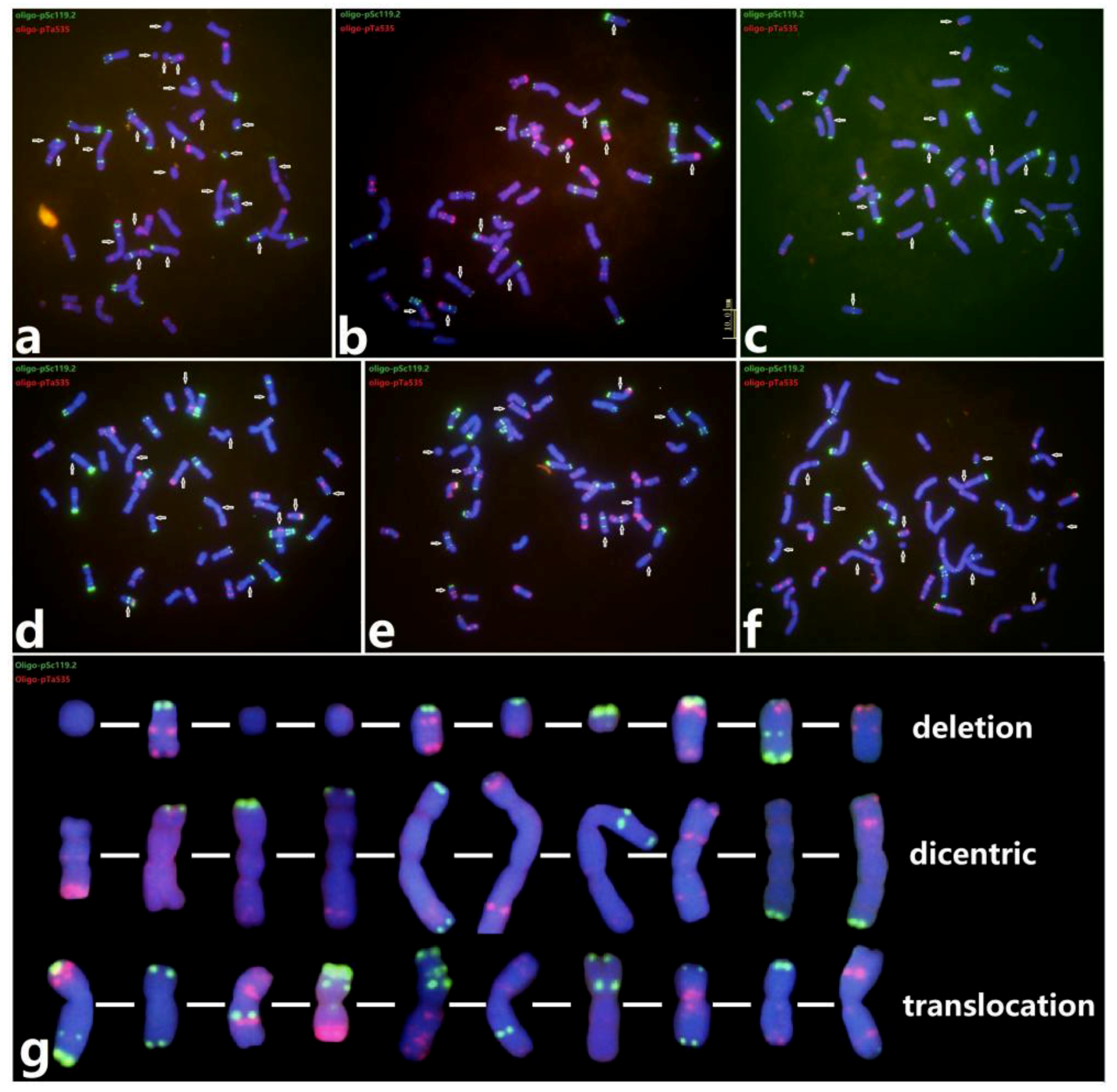 Plants 08 00175 g002