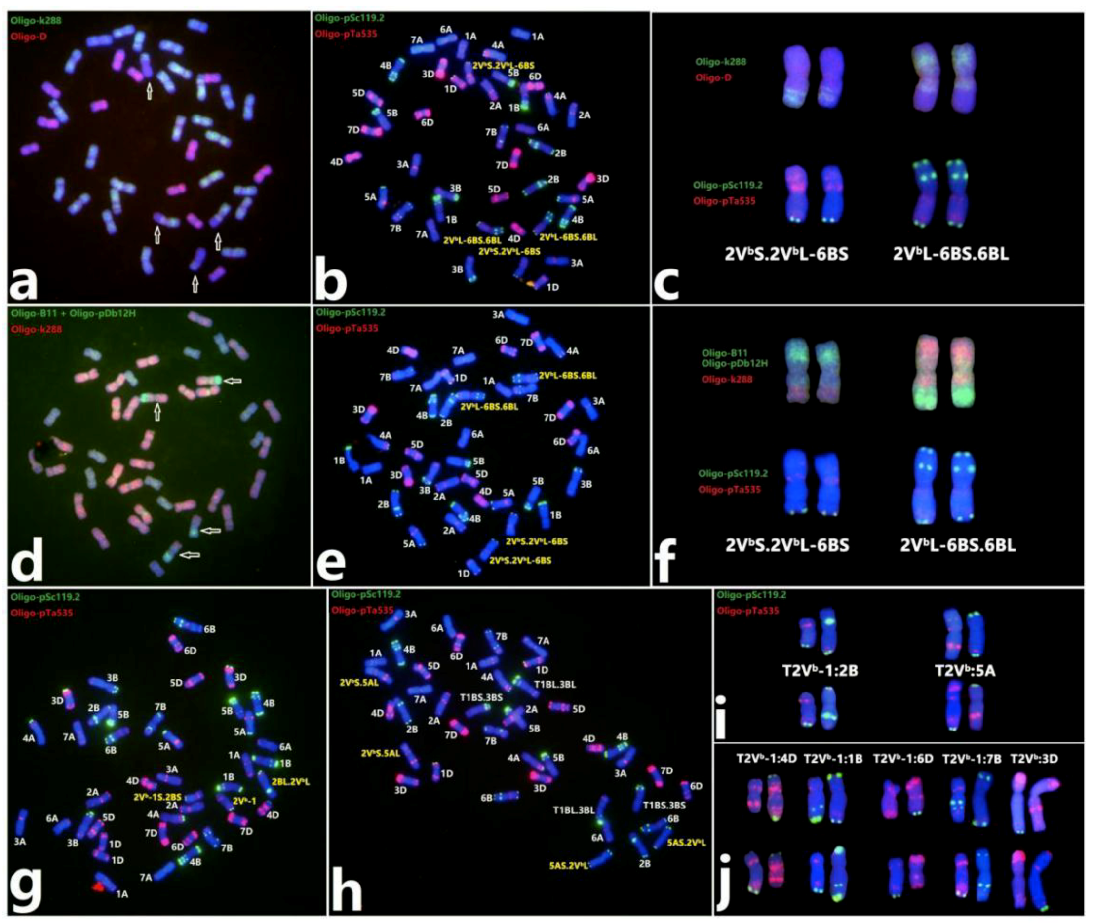 Plants 08 00175 g005
