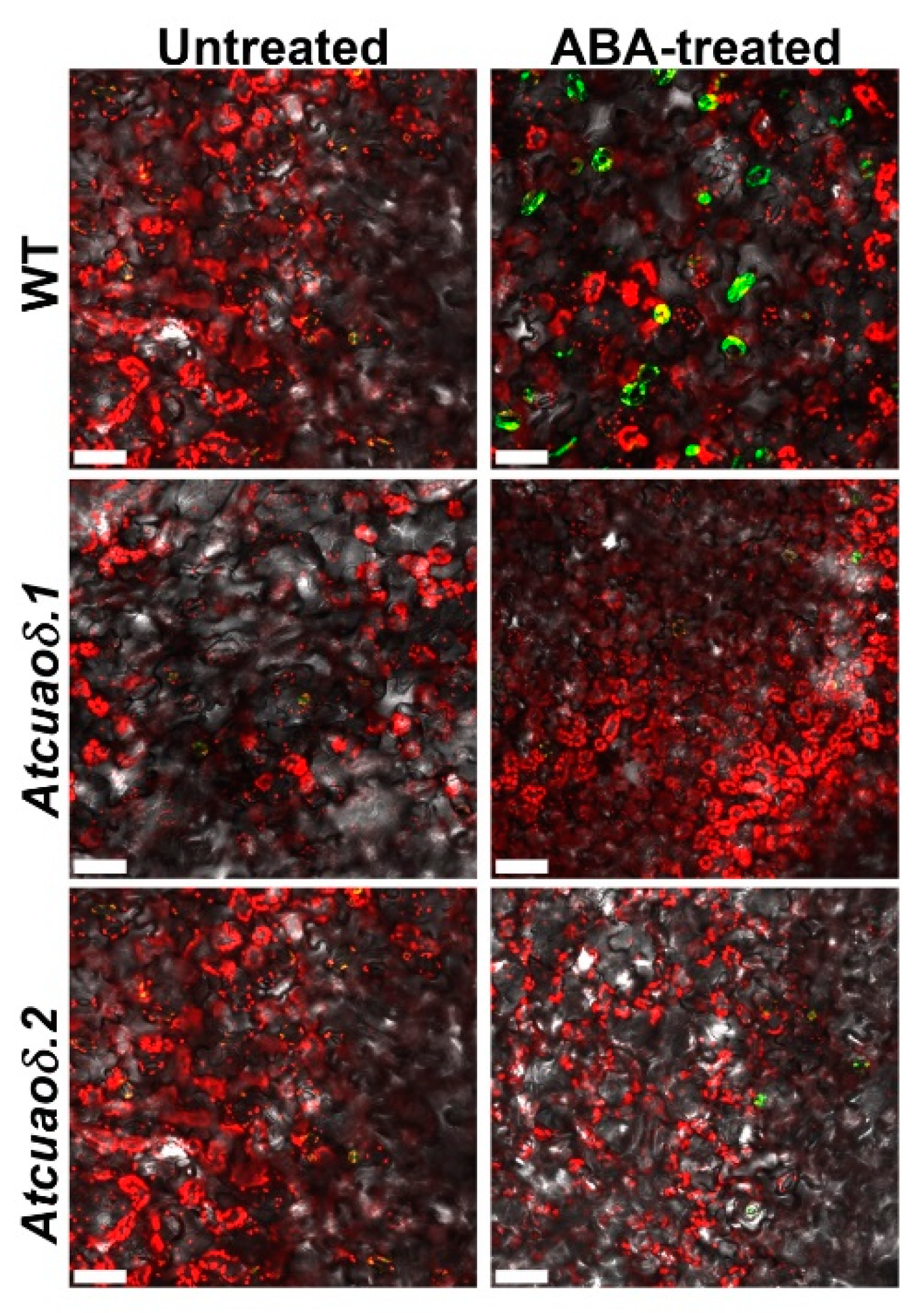 Plants 08 00183 g003 Plants 08 00183 g003