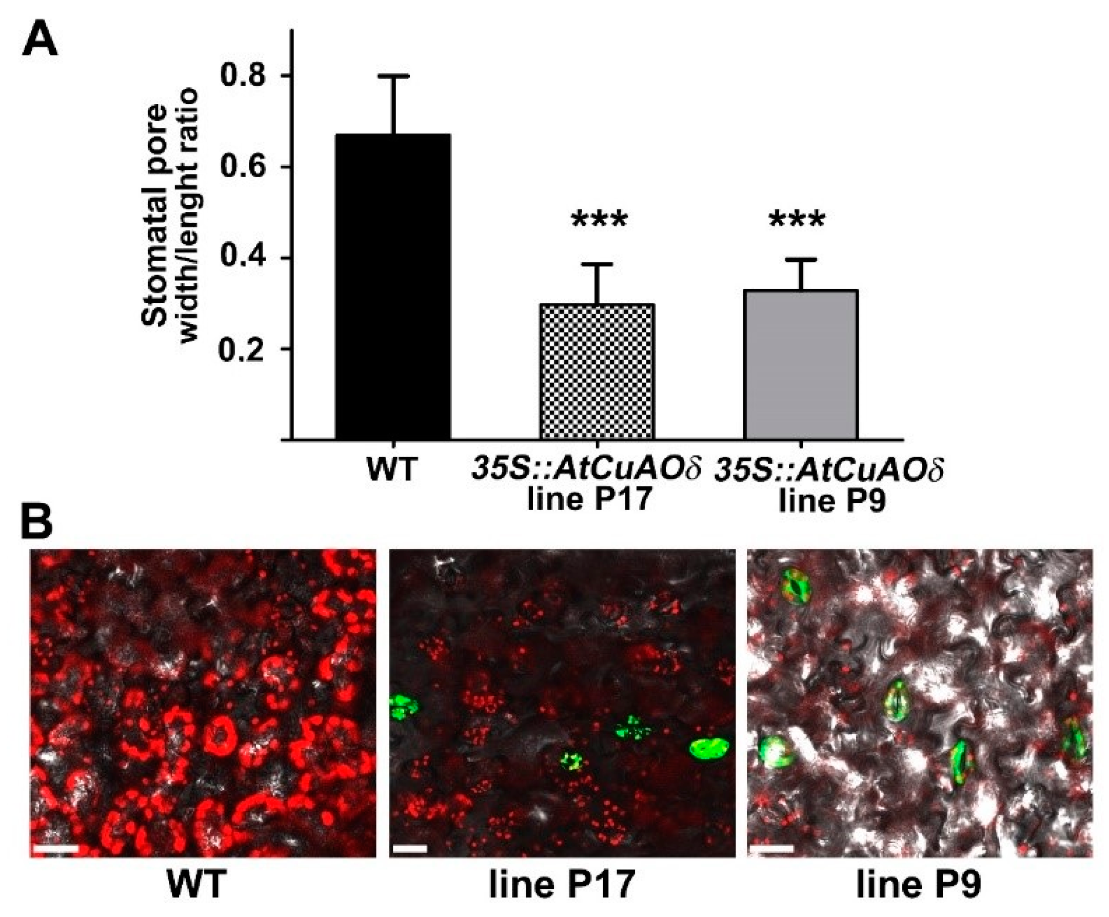 Plants 08 00183 g004 Plants 08 00183 g004
