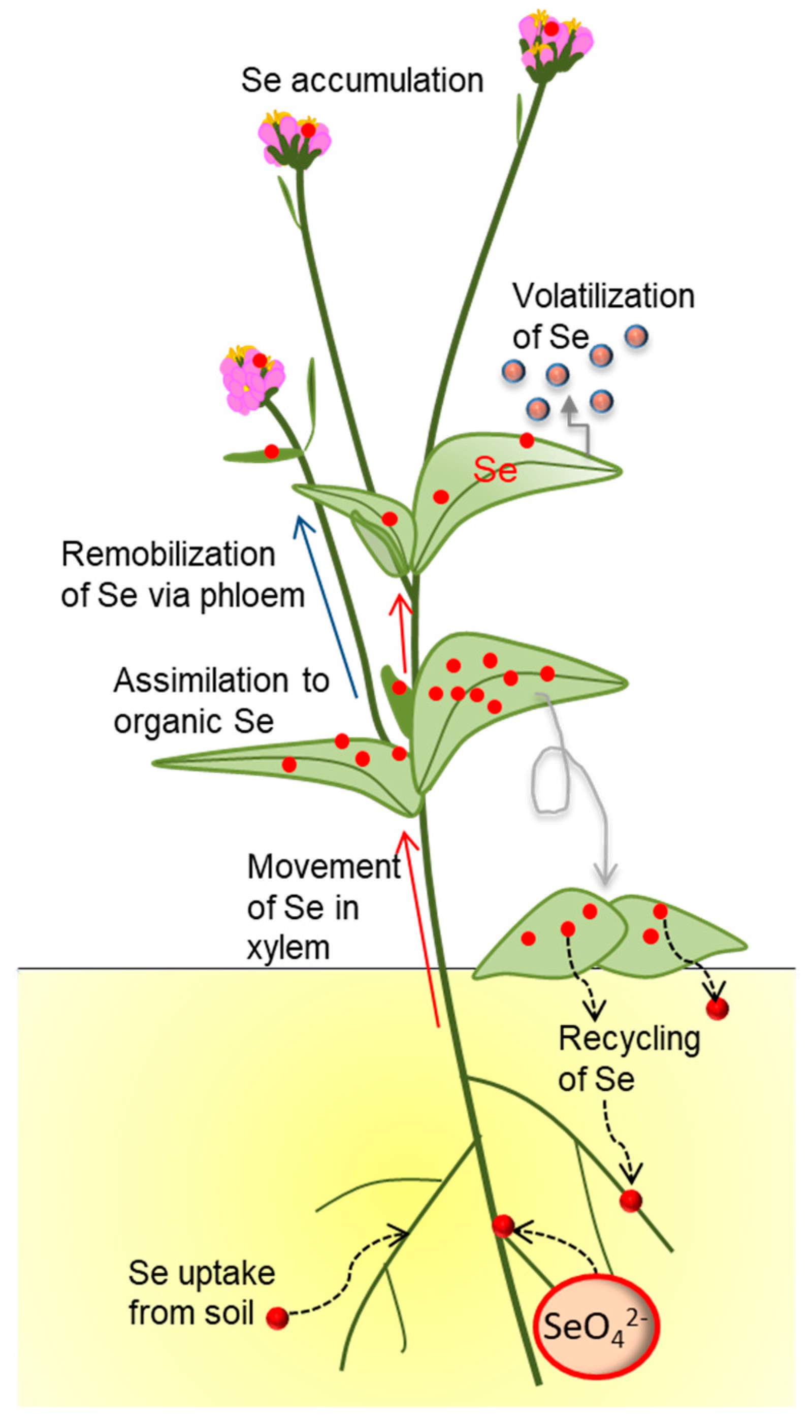 Plants 08 00197 g001