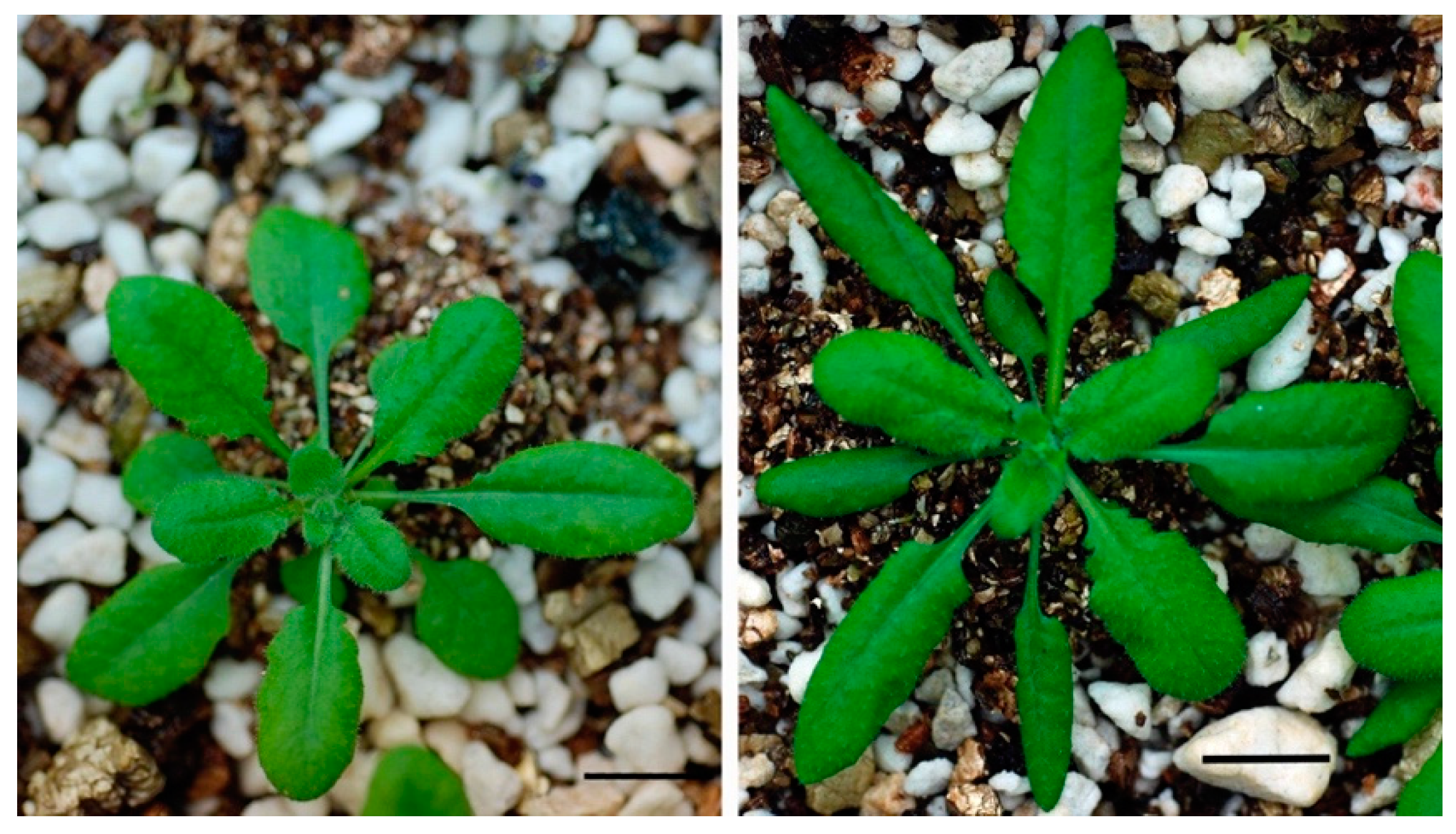 Plants 08 00198 g001