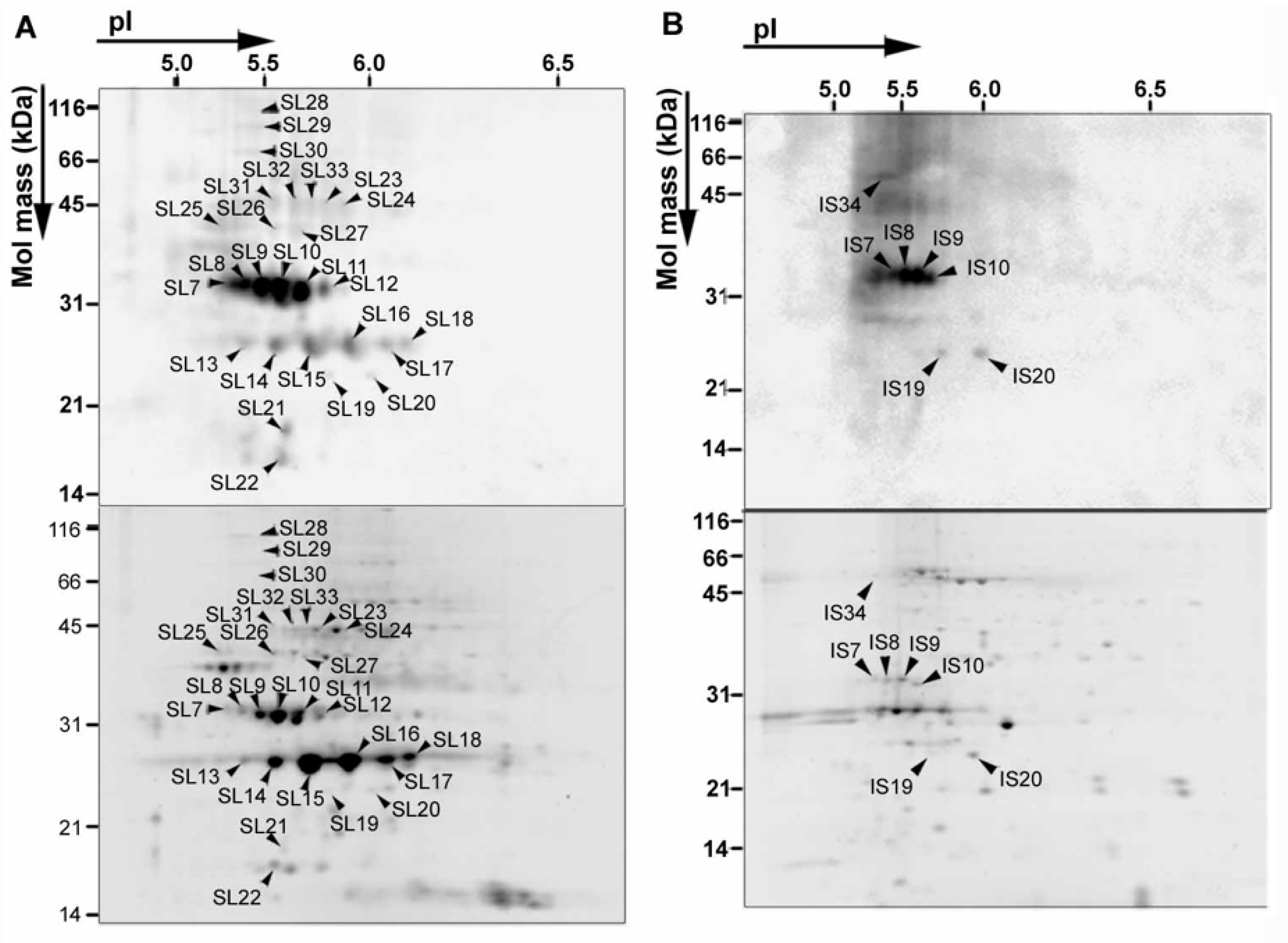 Plants 08 00198 g004
